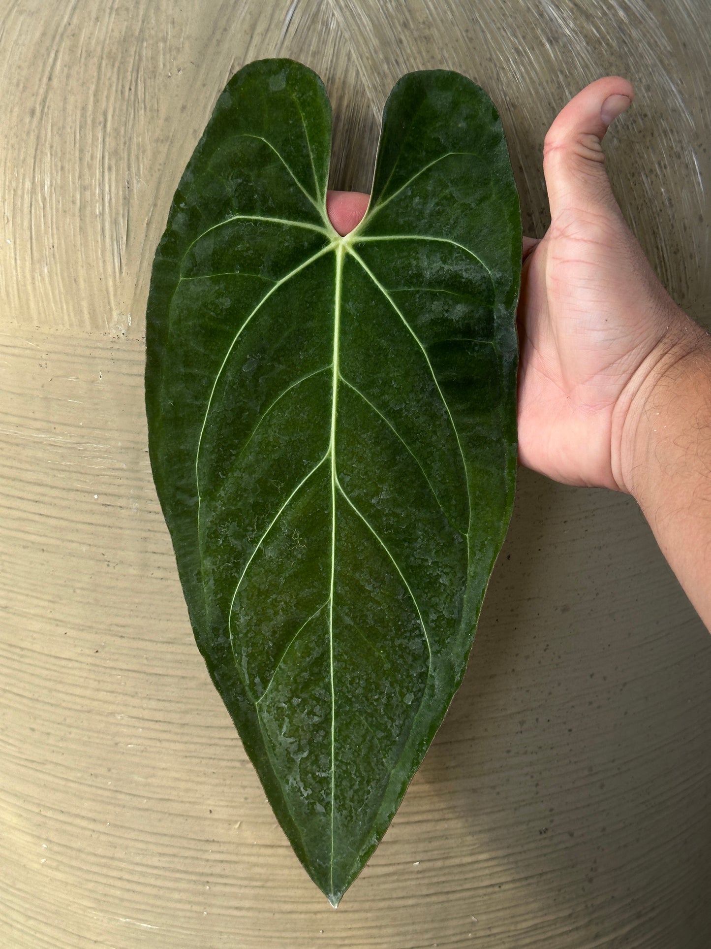 Anthurium regale x pap. "Narrow"(Leafless)