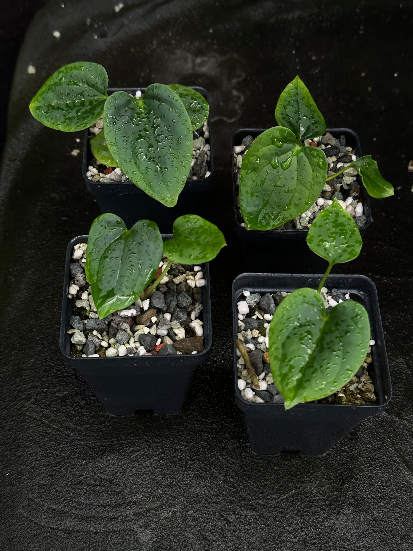 Anthurium antolakii (BVEP) "Swamp Raisin" x debile