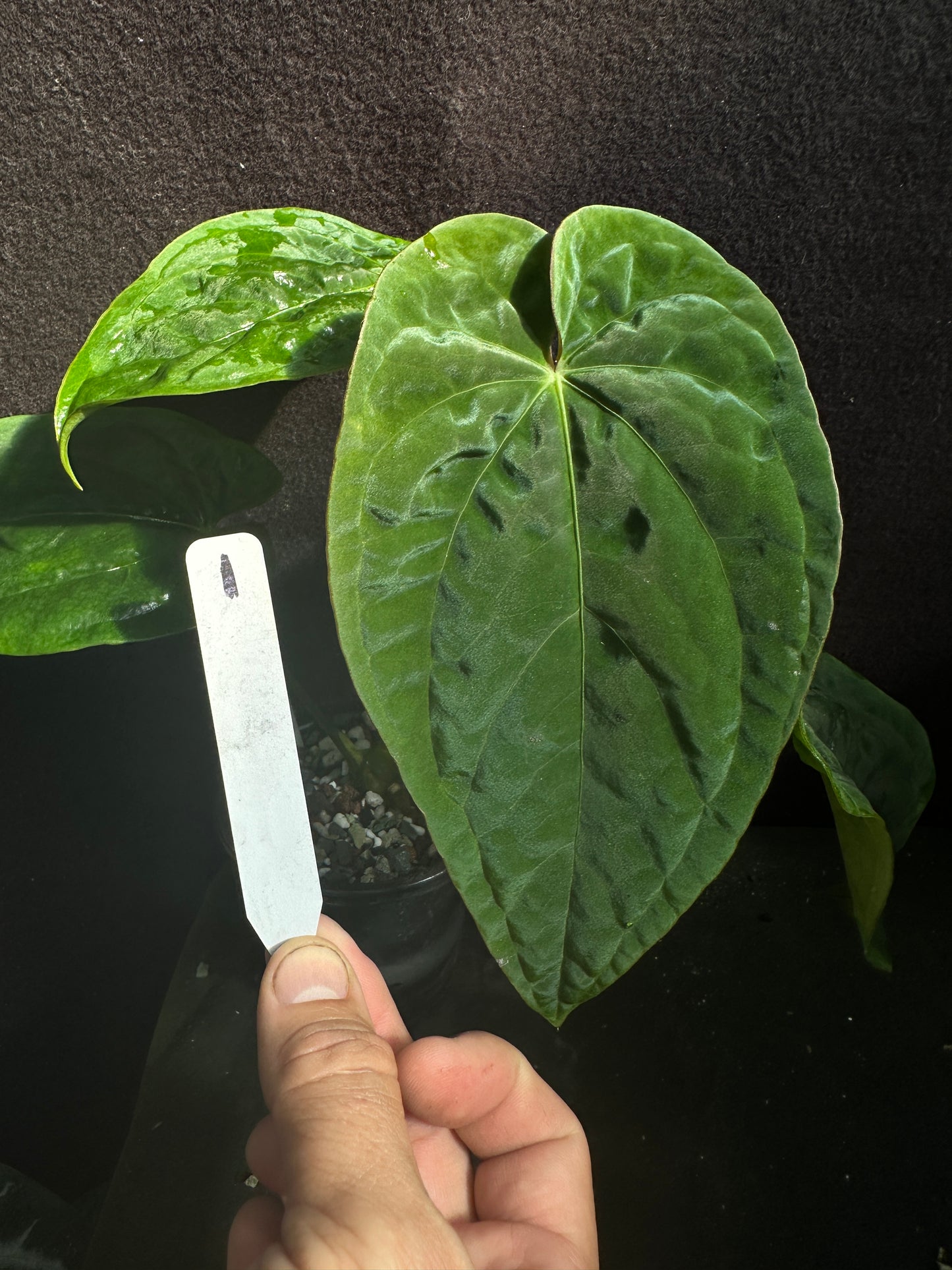 Anthurium kunayalense "Swamptrash7" x pap. "Swamp Bunny"