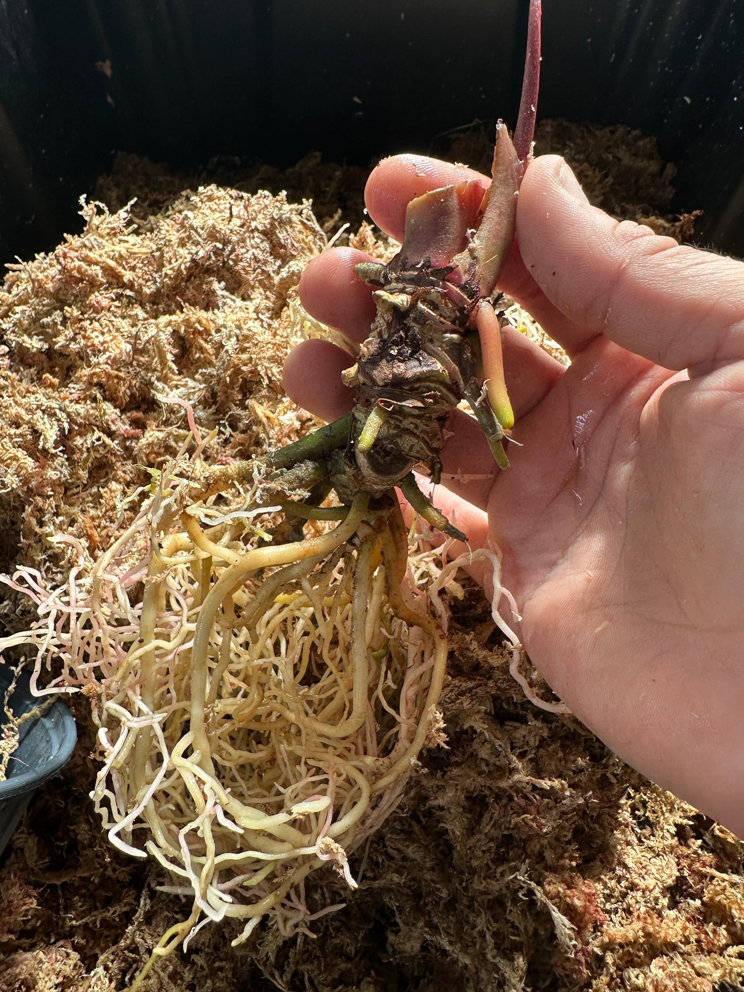 Anthurium Stripey X1 x besseae af 'Narrow' #1 (Leafless cataphyl prop)