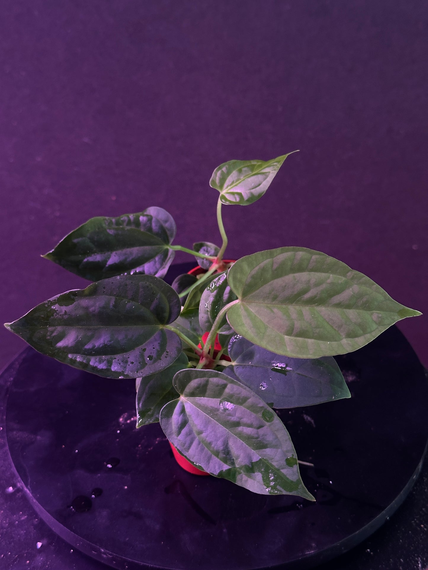 Anthurium Red Crystal 'PM1' x (BVEP x debile)