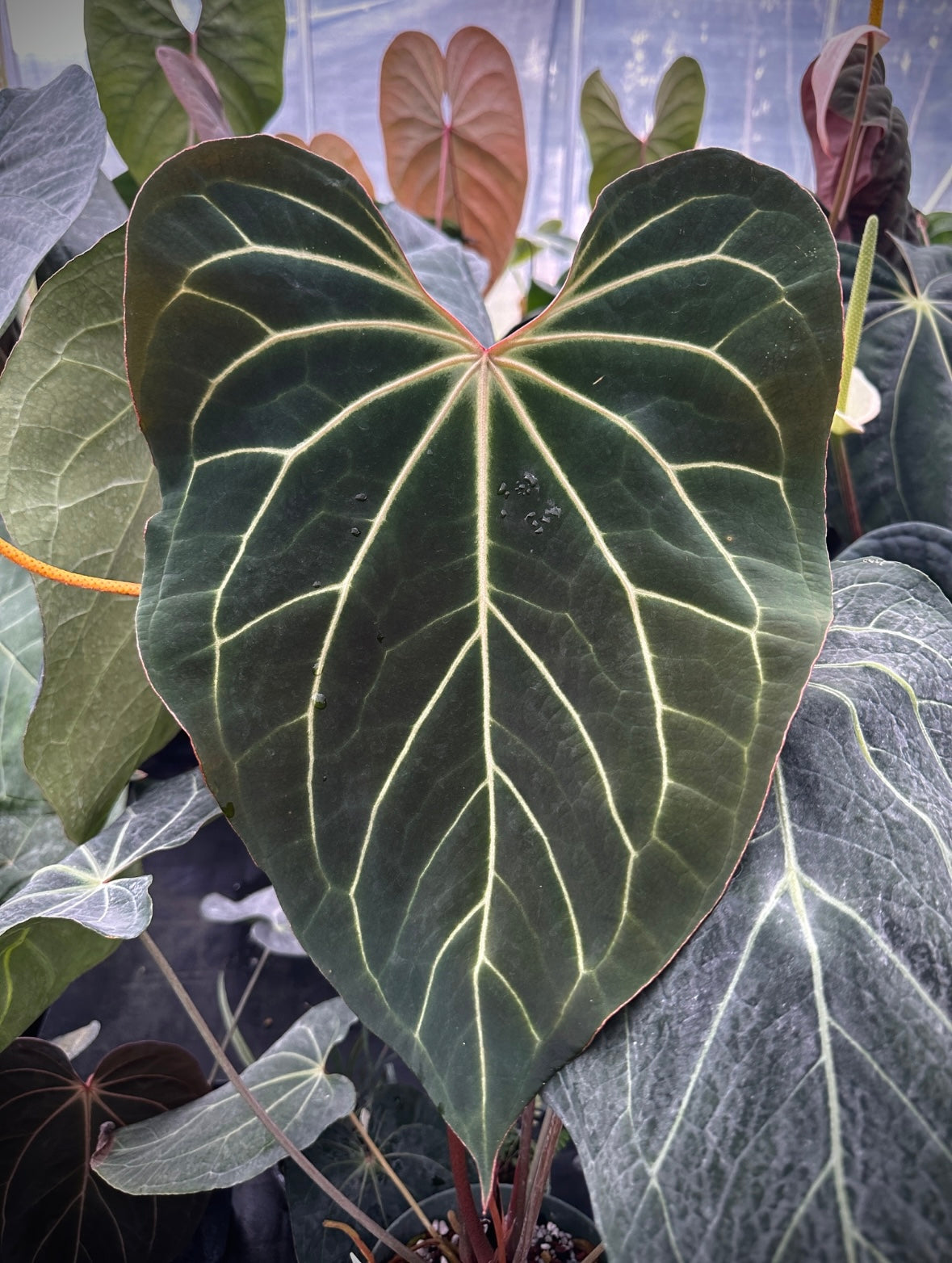 Anthurium (magnificum x carlablackiae) x (Enid’s Bench x besseae af)