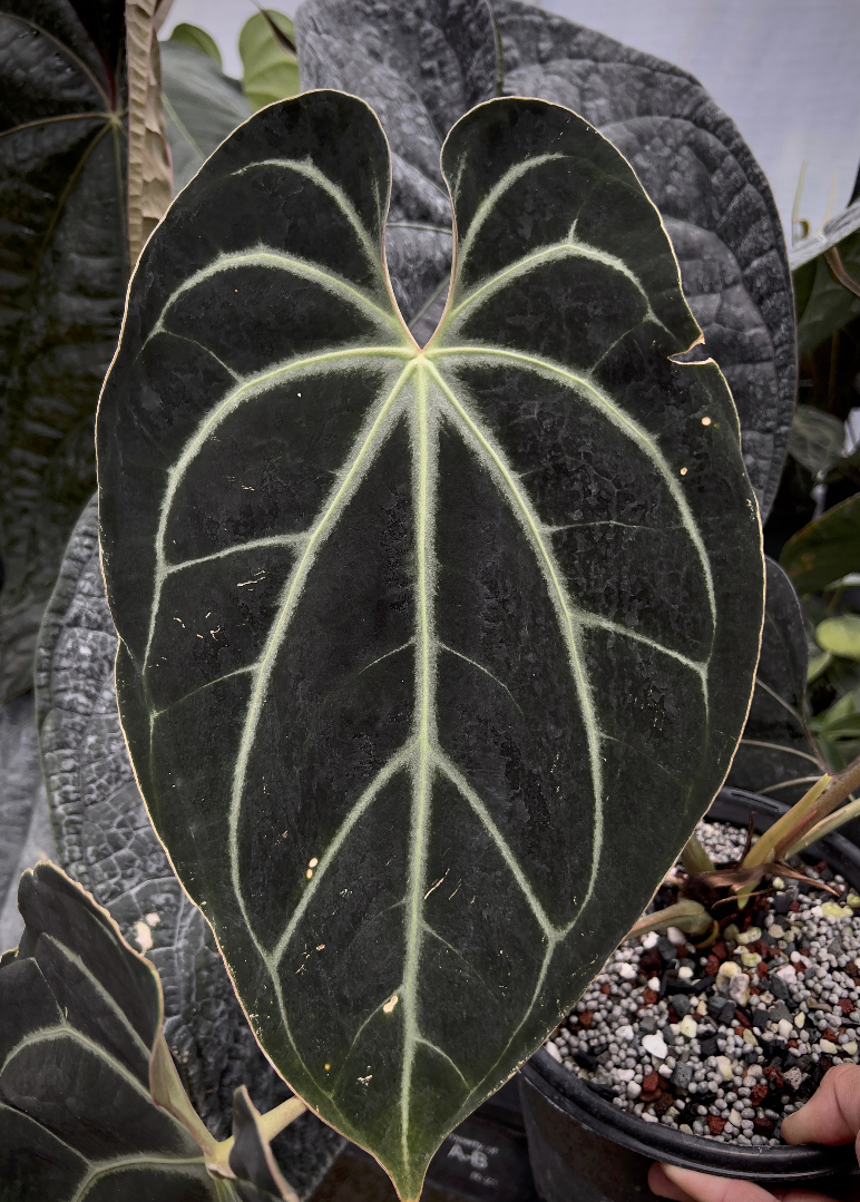Anthurium dressleri "Pillow" x besseae af