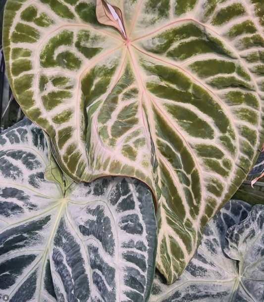 Anthurium FTG Crystal (S1) x SKG Silver