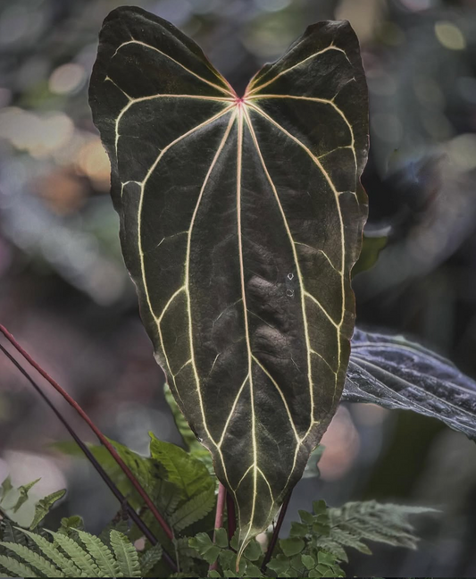 Anth. (Ace x (Stripey Mag x carla)) x Fauxrari Germinated Seed