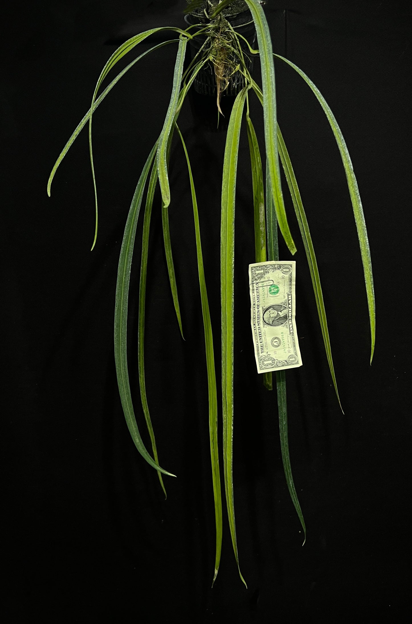 Anthurium friedrichsthalii "Narrow Costa Rica"