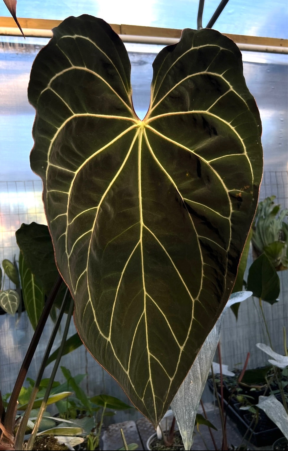 Anthurium (Ace x (Stripey Mag x carla)) variegated x Stripey Mag