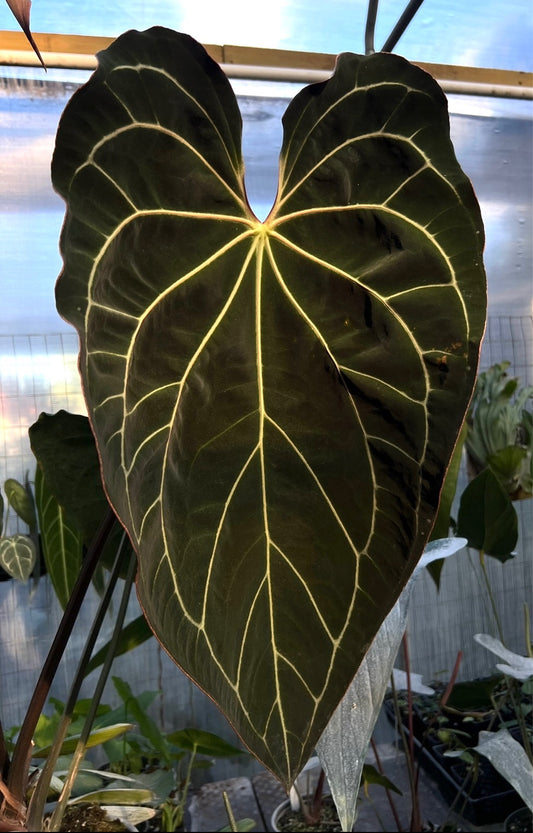 Anthurium (Black Widow x Michelle) 'PM1' x Stripey Mag