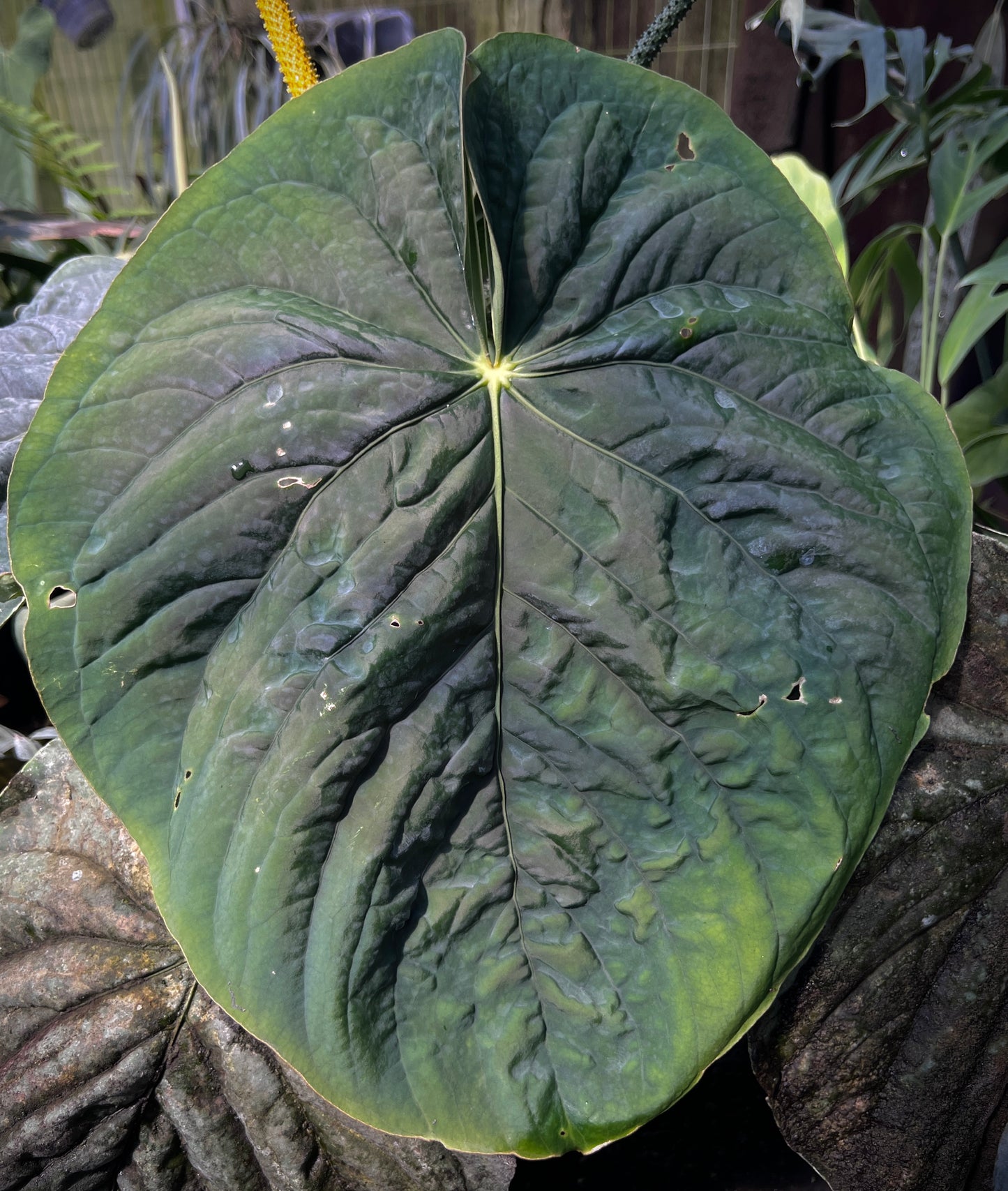 Anthurium kunayalense "Swamptrash7" x pap. "Swamp Bunny"