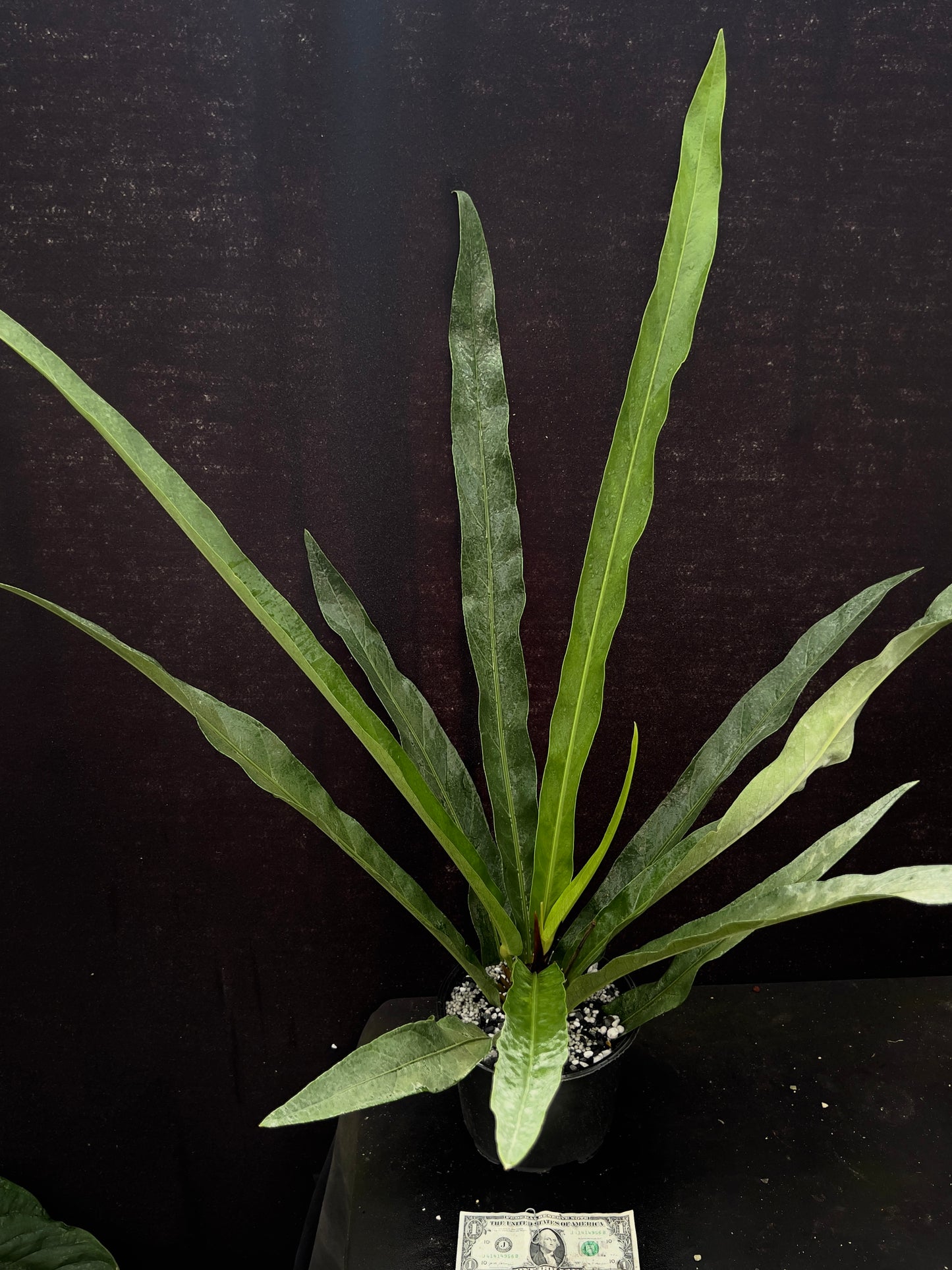 Anthurium linguifolium