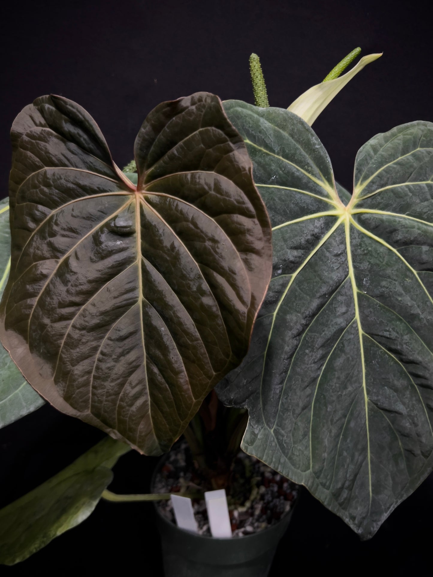 Anthurium carlablackiae x kunayalense