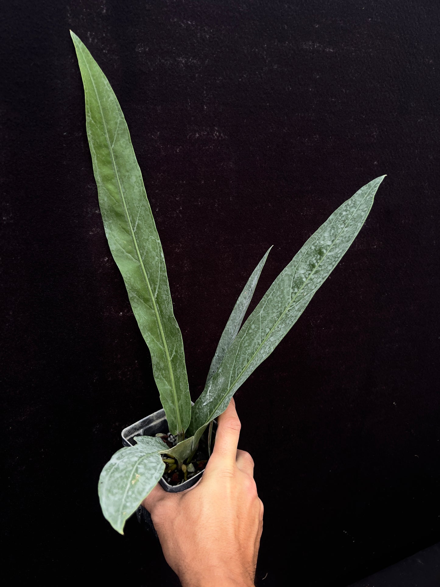 Anthurium linguifolium