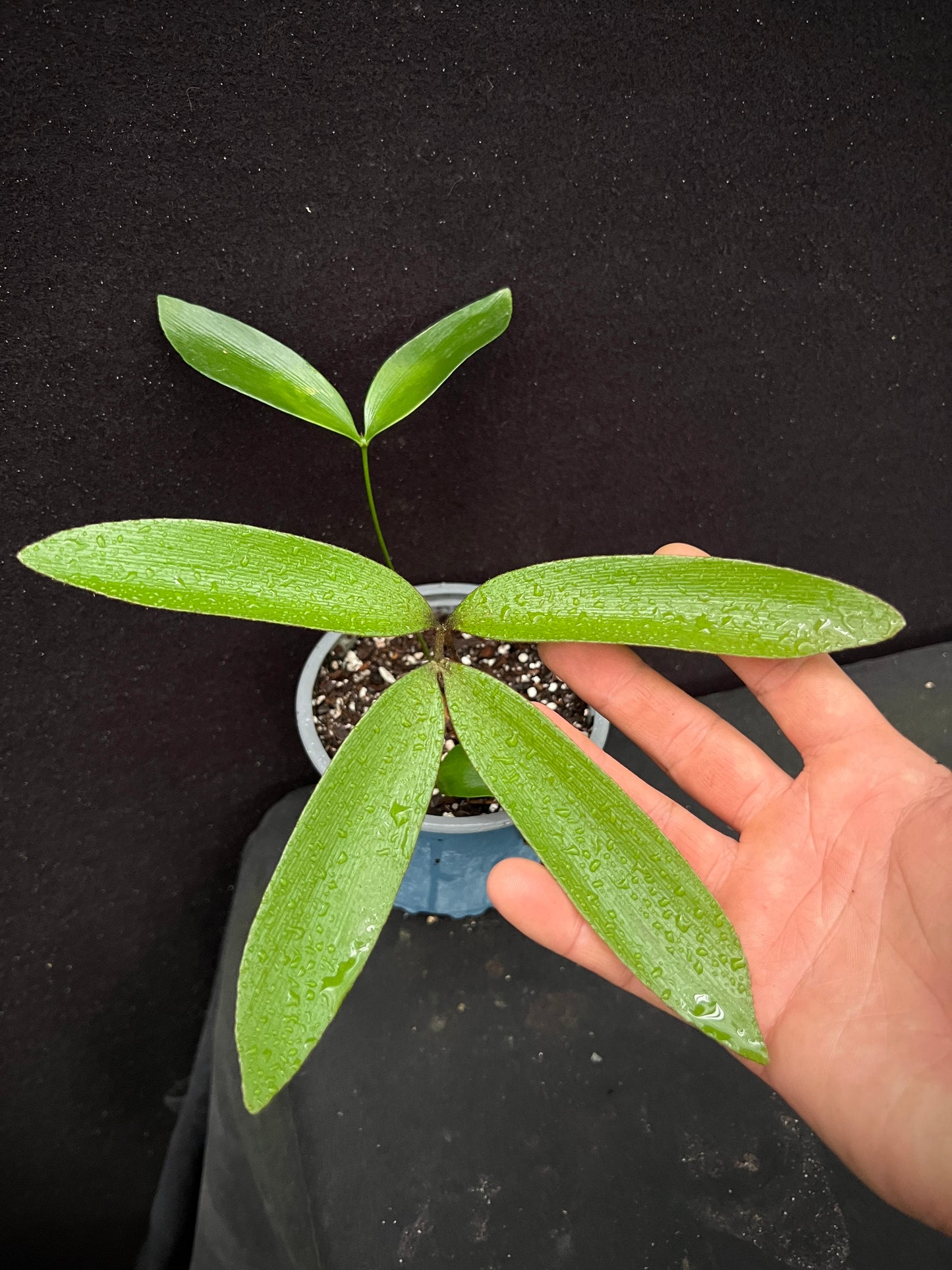 Zamia meermanii