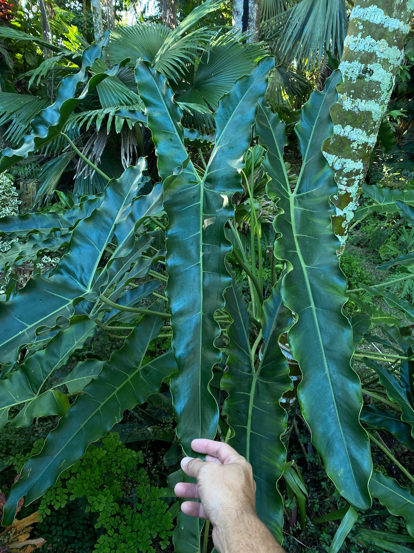 Thaumatophyllum stenolobum narrow form