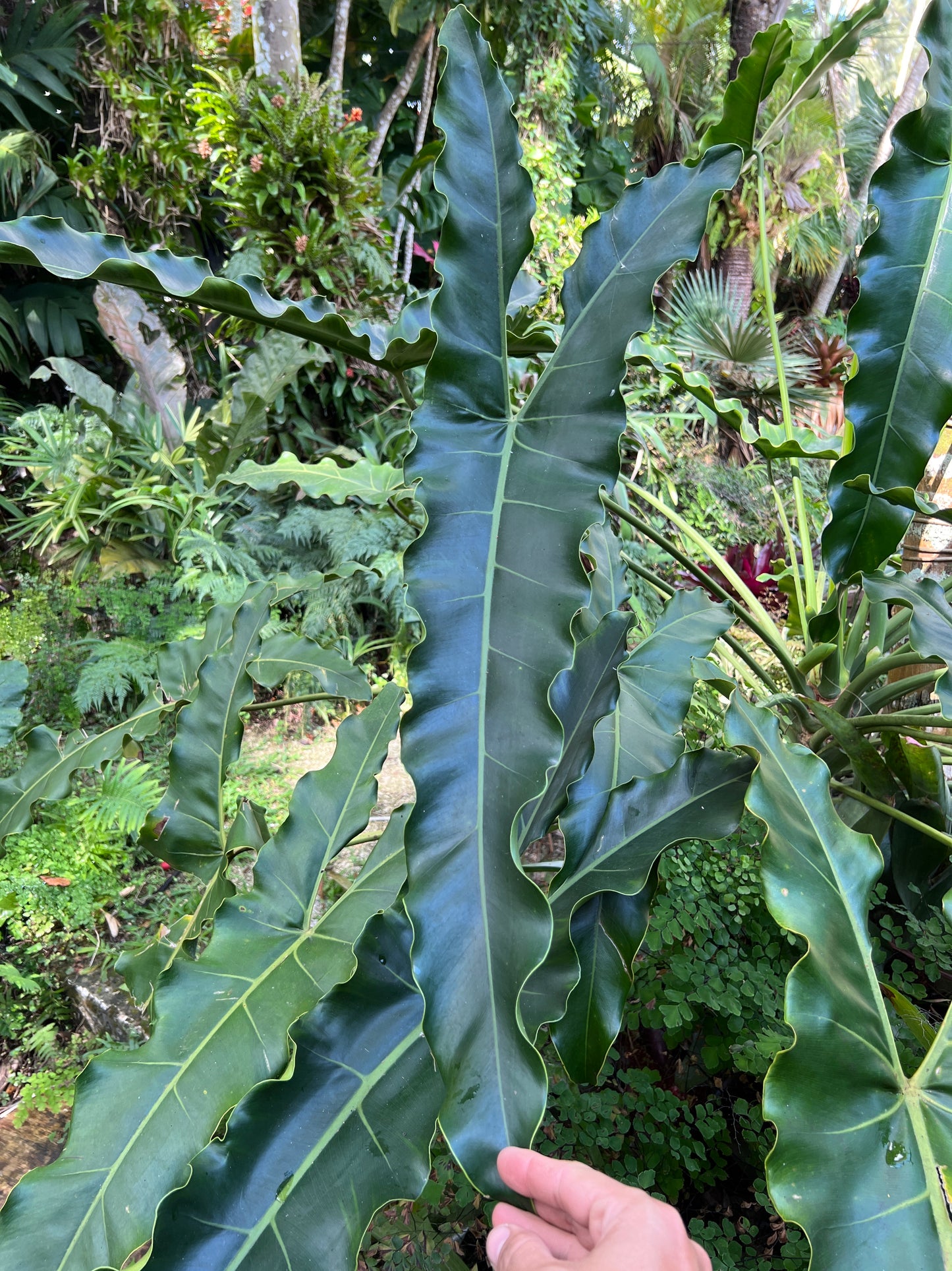Thaumatophyllum stenolobum narrow form