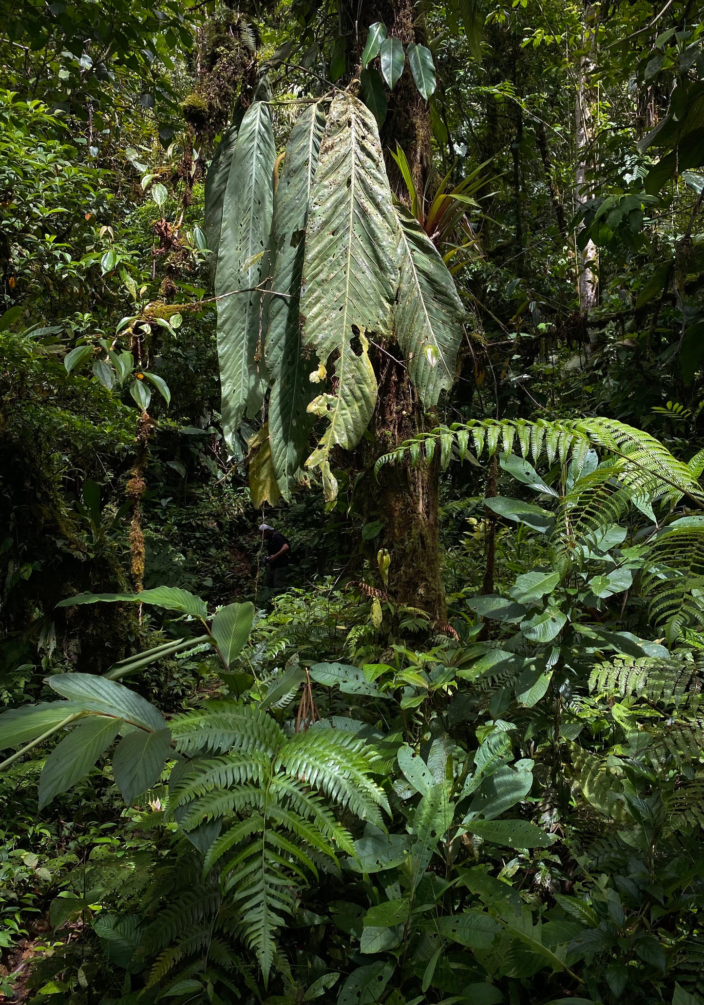 Anthurium pseudospectabile