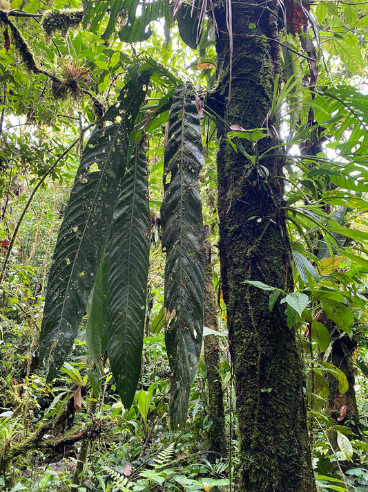Anthurium pseudospectabile