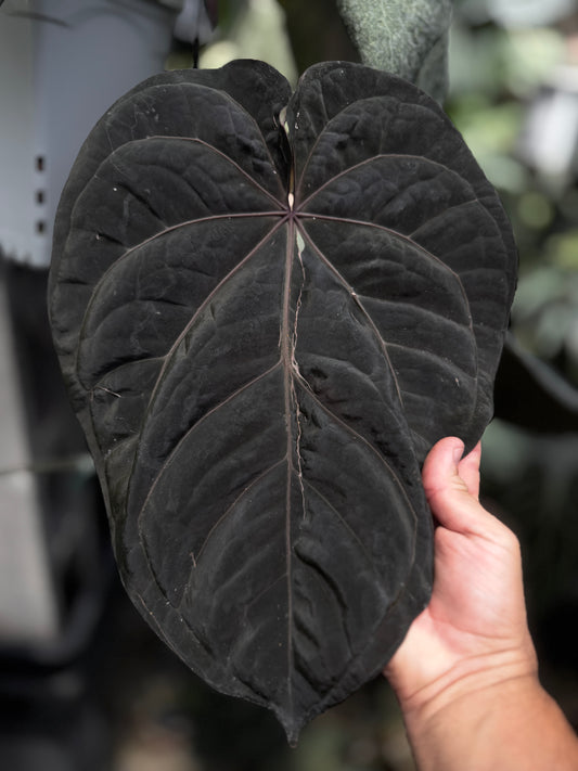 Anthurium ((Ace x dressleri) x Red Crystal) x (Ace x (Stripey Mag x carla))