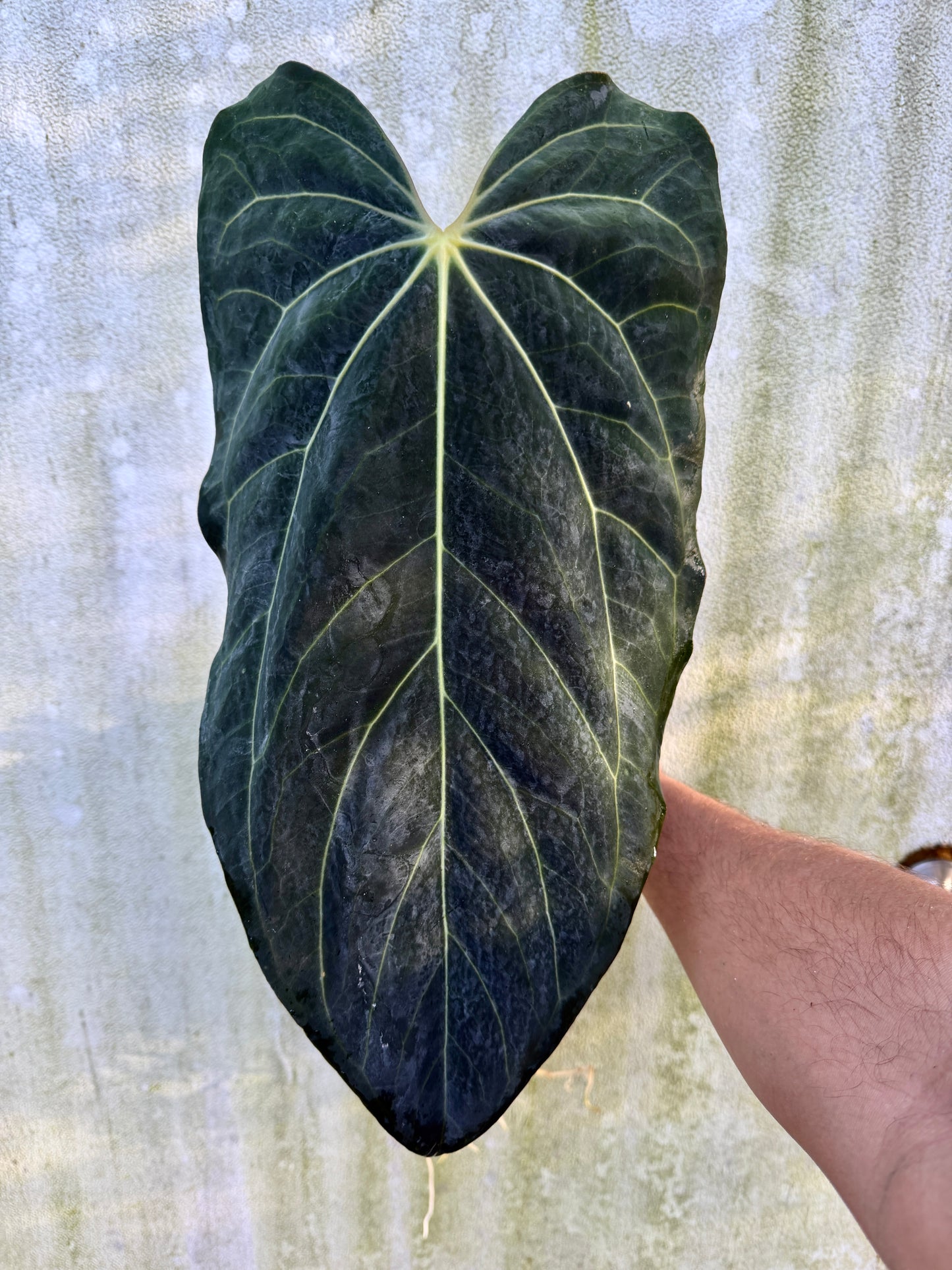 Anthurium Nov DF x carla(Leafless large)