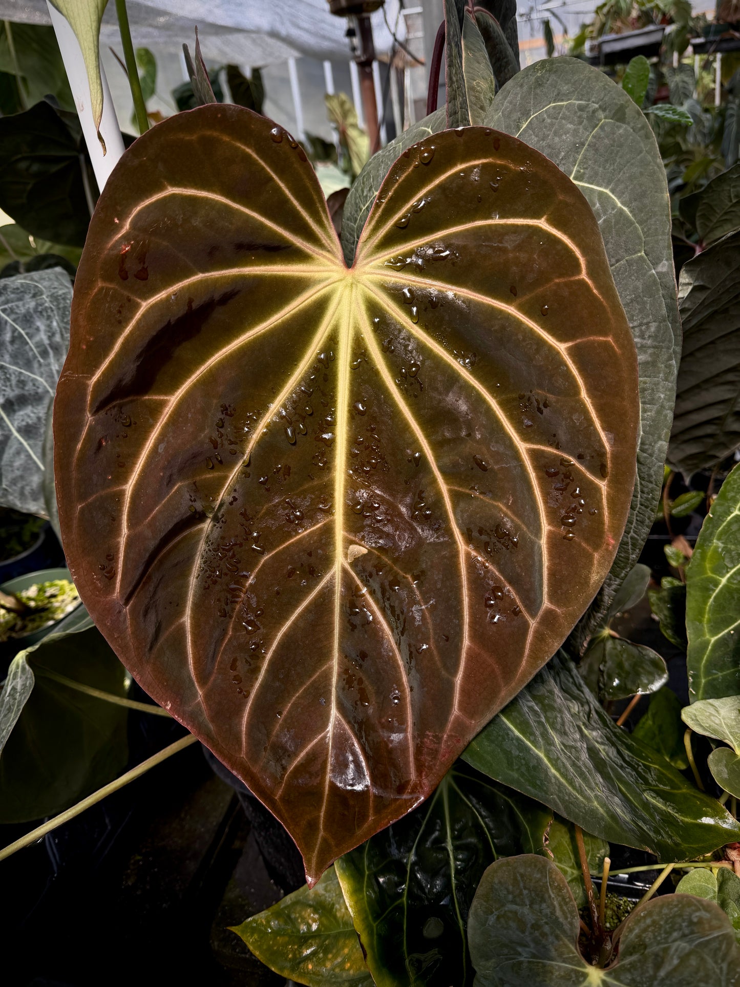 Anthurium ((BVEP x Stripey Mag) x carla) "1" x "2"
