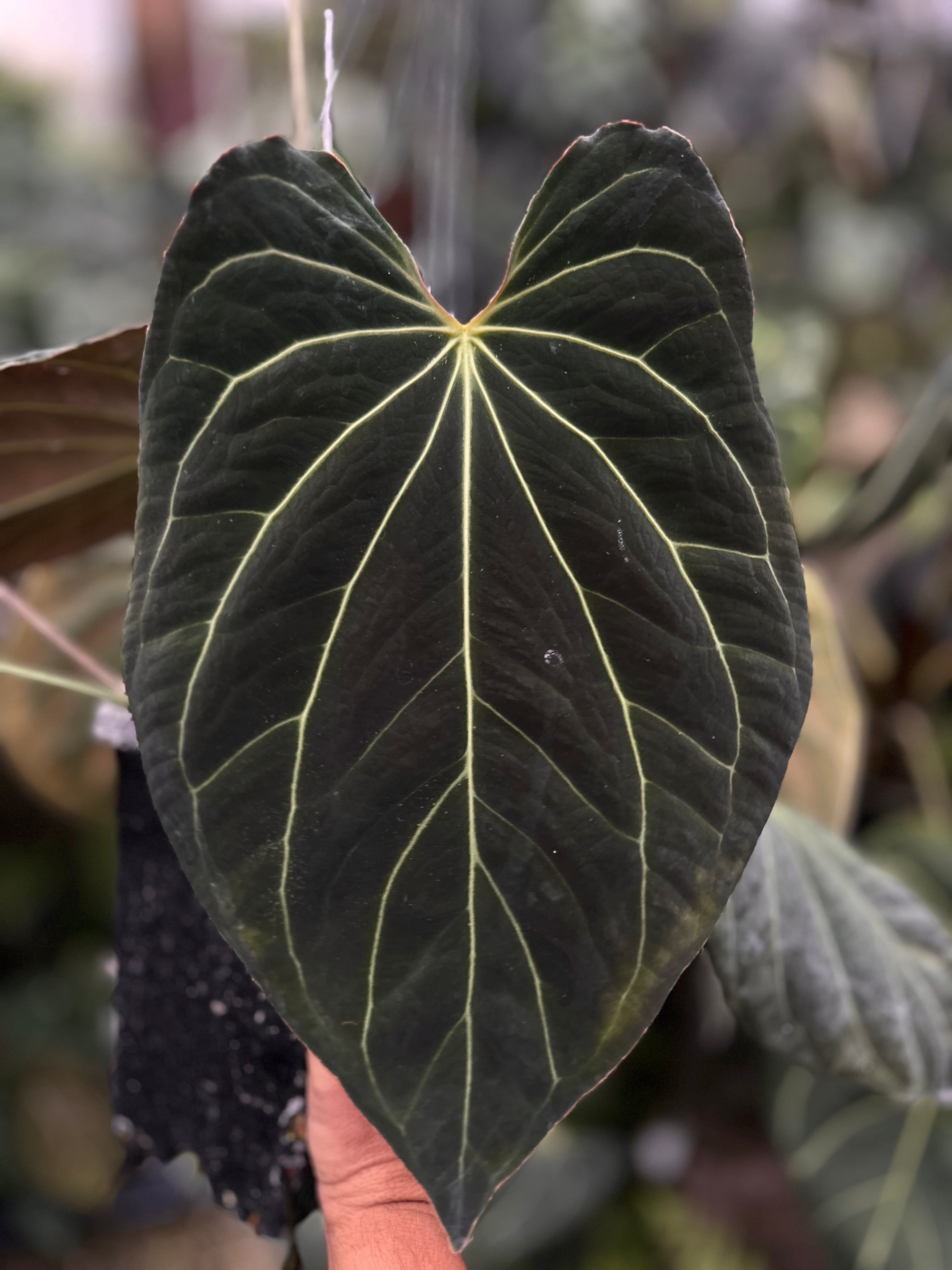 Anthurium Stripey X2 x bess aff 'Spider' – understoryoasis