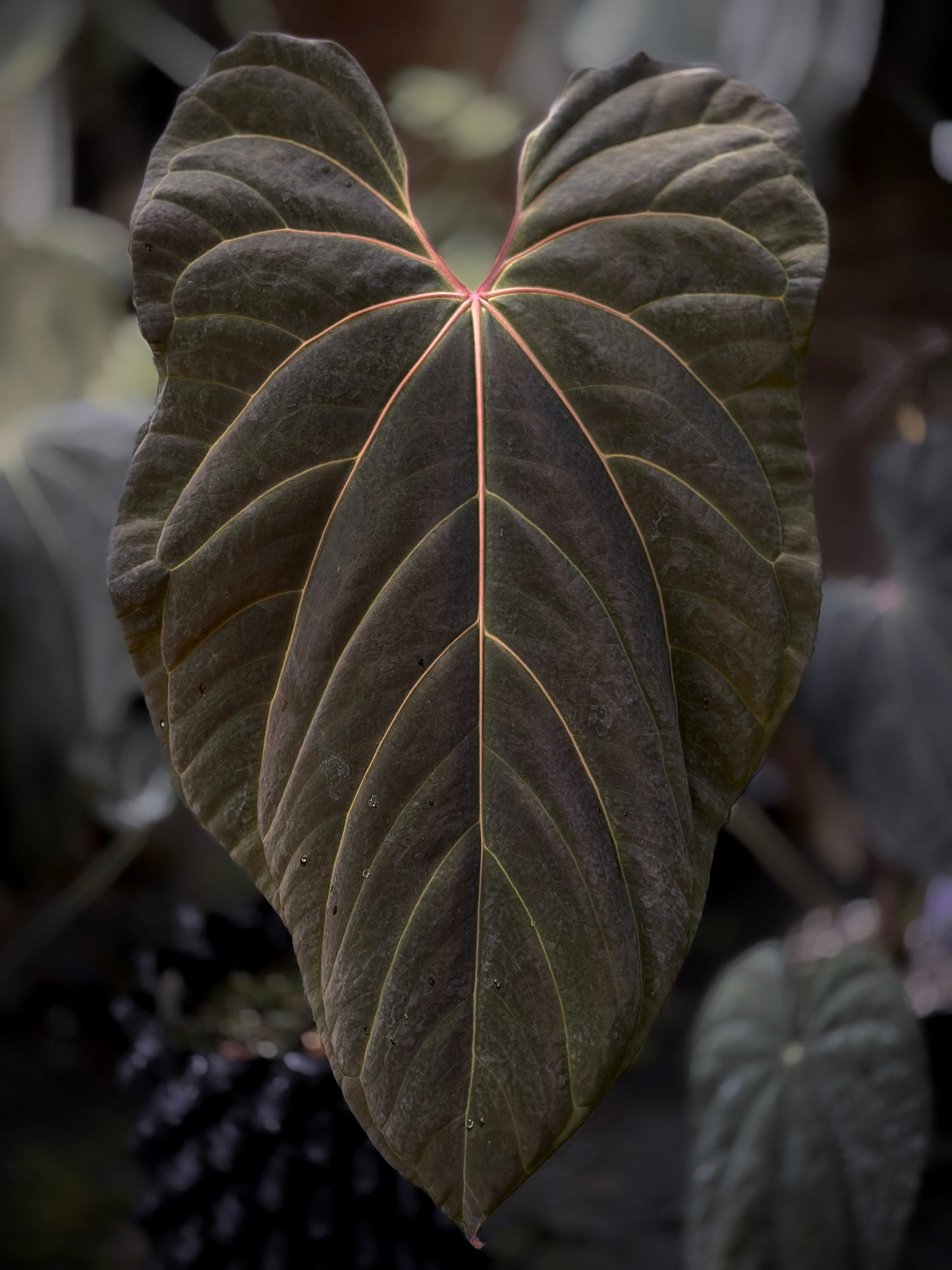 Anthurium (BVEP X Stripey Mag) x (Circus Peanuts x bess aff)
