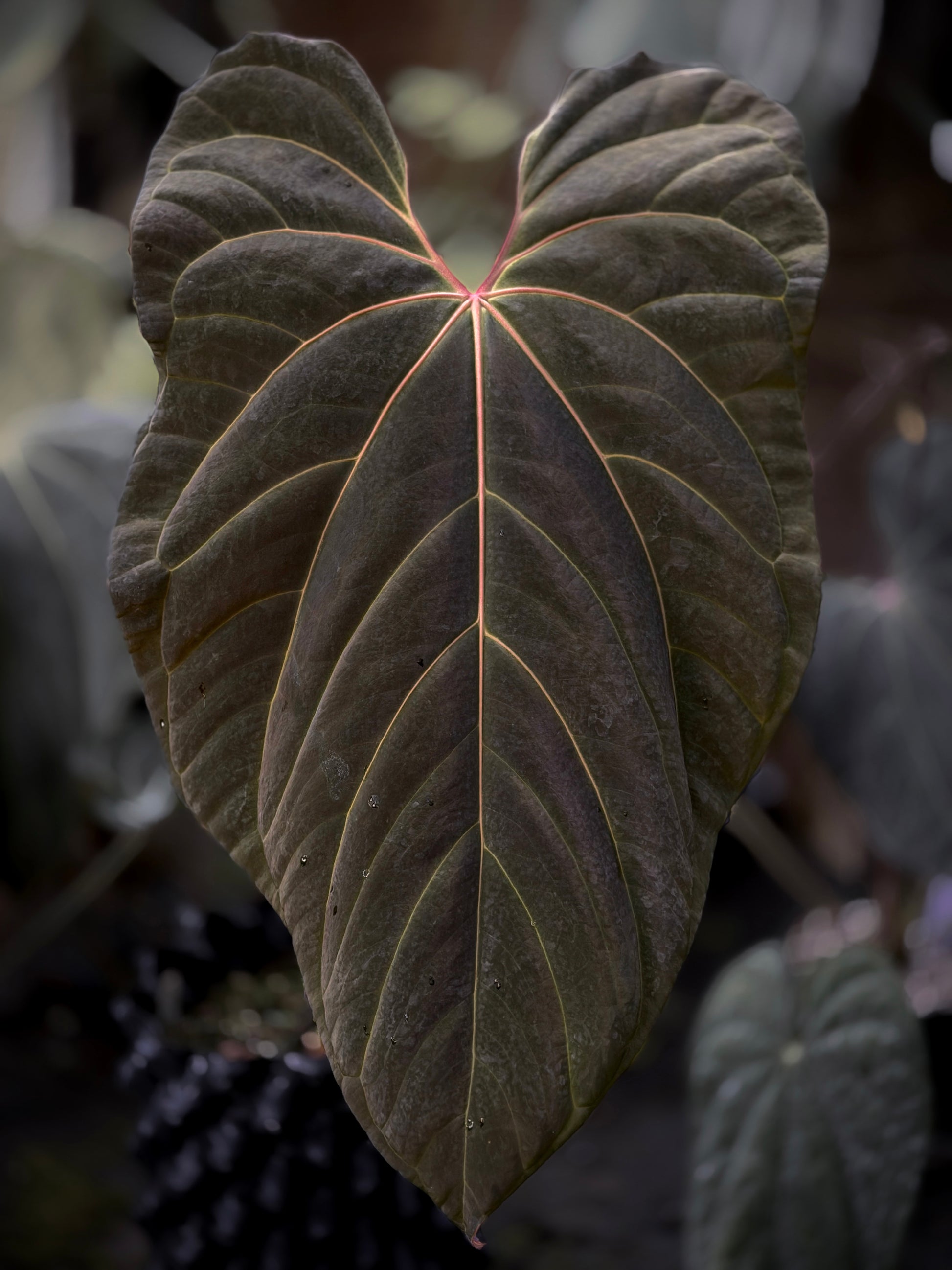 Anthurium (BVEP X Stripey Mag) x (Circus Peanuts x bess aff)