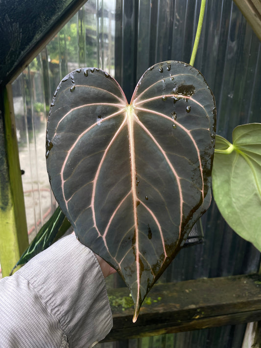 Anthurium "pap af"(regale x sp. Napo?) x carlablackiae 'PM6'