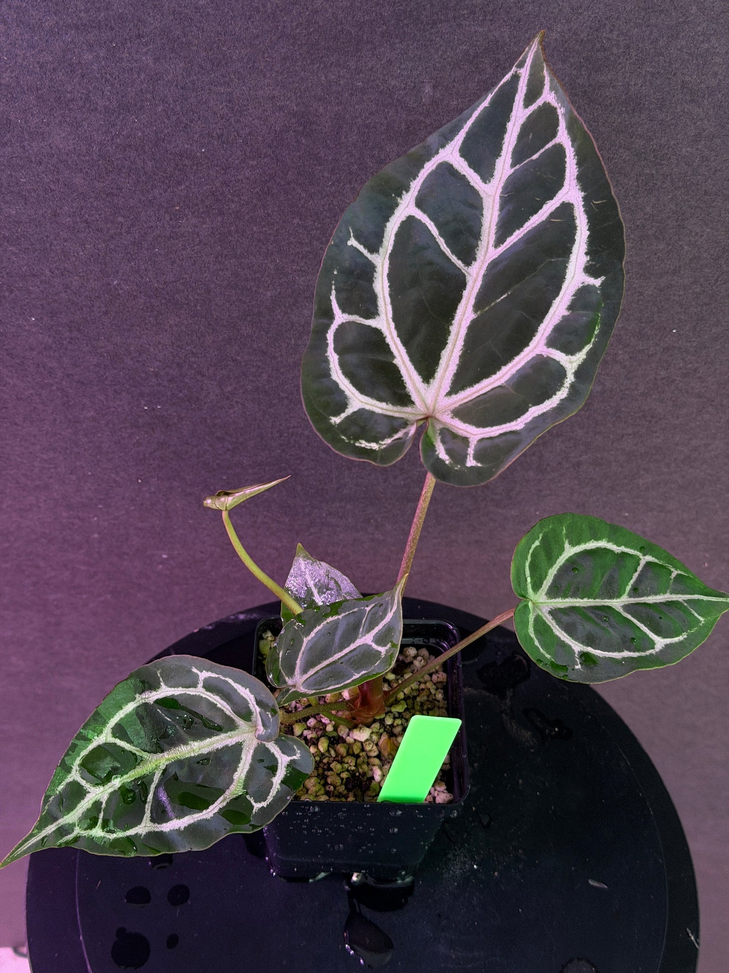 Anthurium Red Crystal 'PM1' x (SKG Silver x Stripey X1)