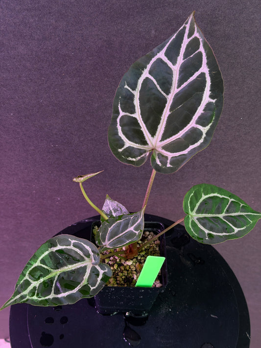 Anthurium Red Crystal 'PM1' x (SKG Silver x Stripey X1)