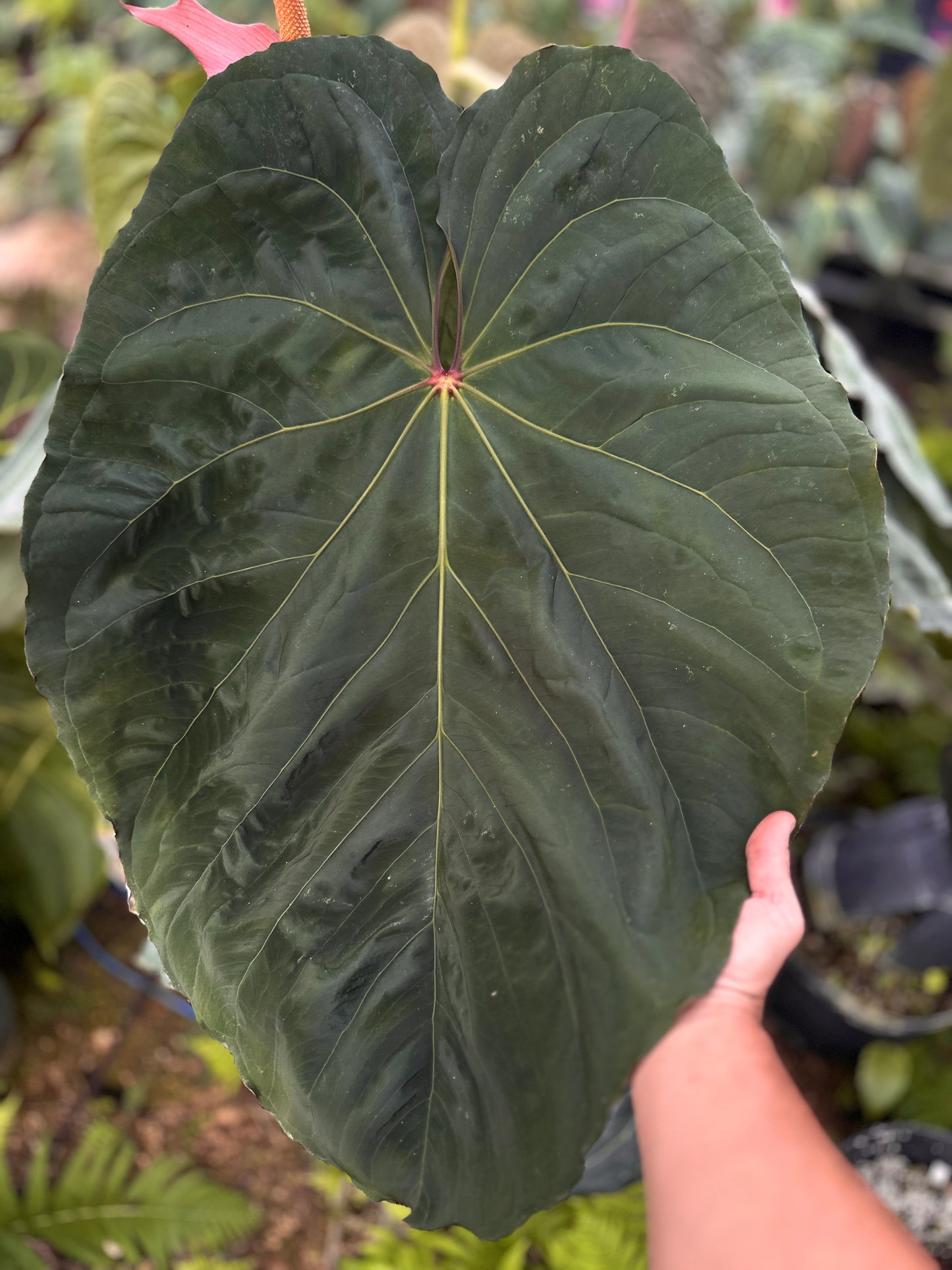 Anthurium Circus Peanuts x carla "B"