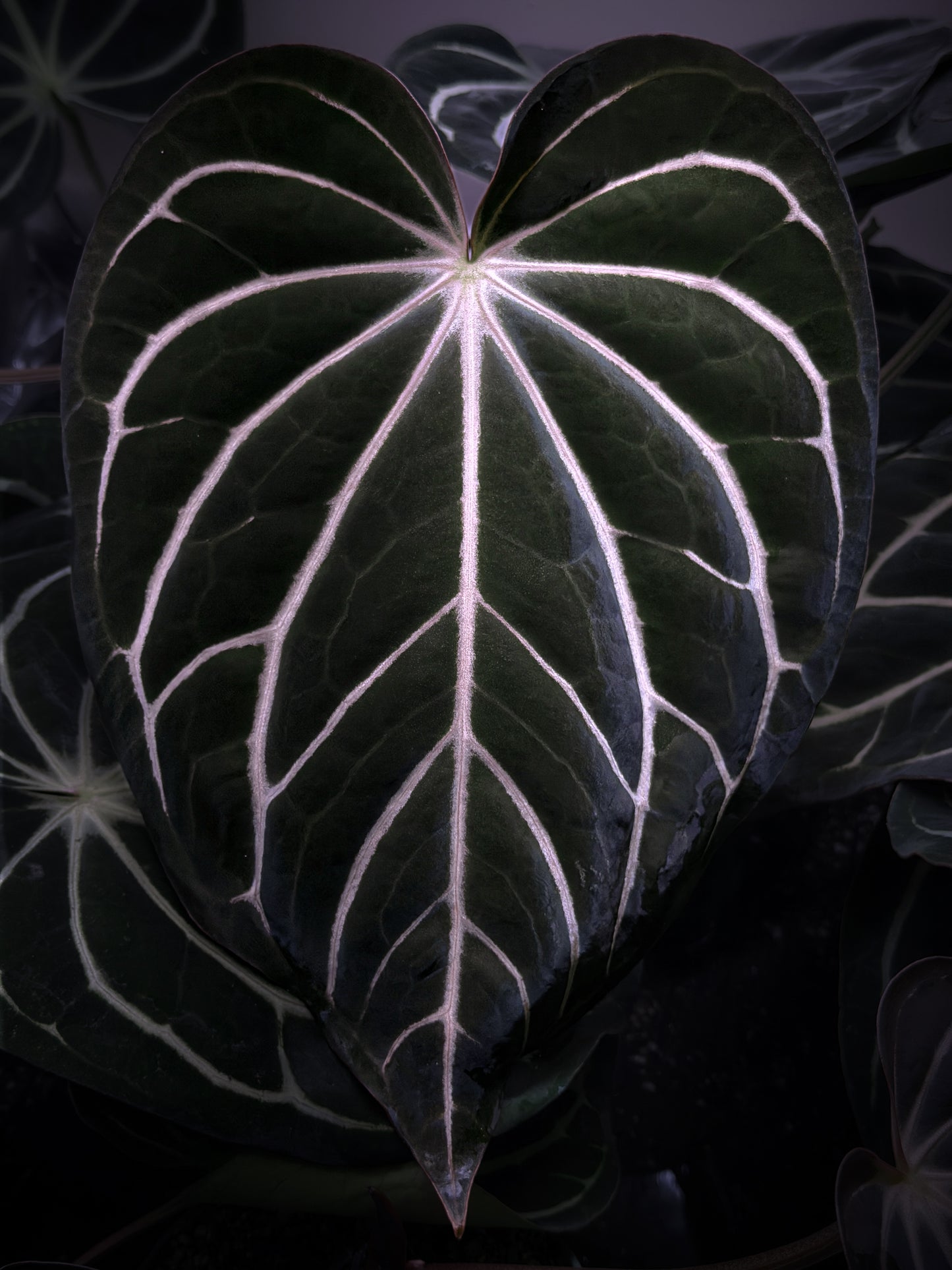 Anthurium carlablackiae 'PM1' x 'PM6' f2 Mosquito Batch