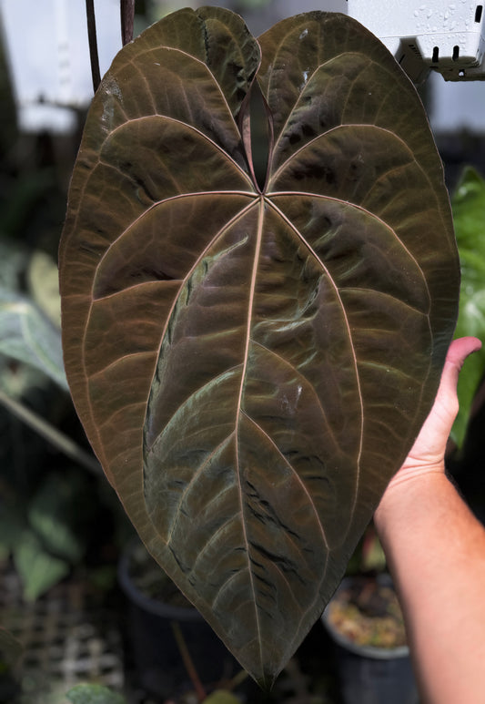 Anthurium (Ace x (Stripey Mag x carla)) "Big Boy" x (Big Black Block x Ace)