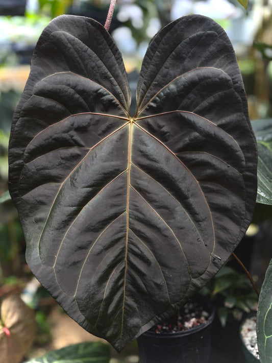Anthurium (cerrocampanense x papillilaminum) x Tim's Black)) x carlablackiae 'PM1'