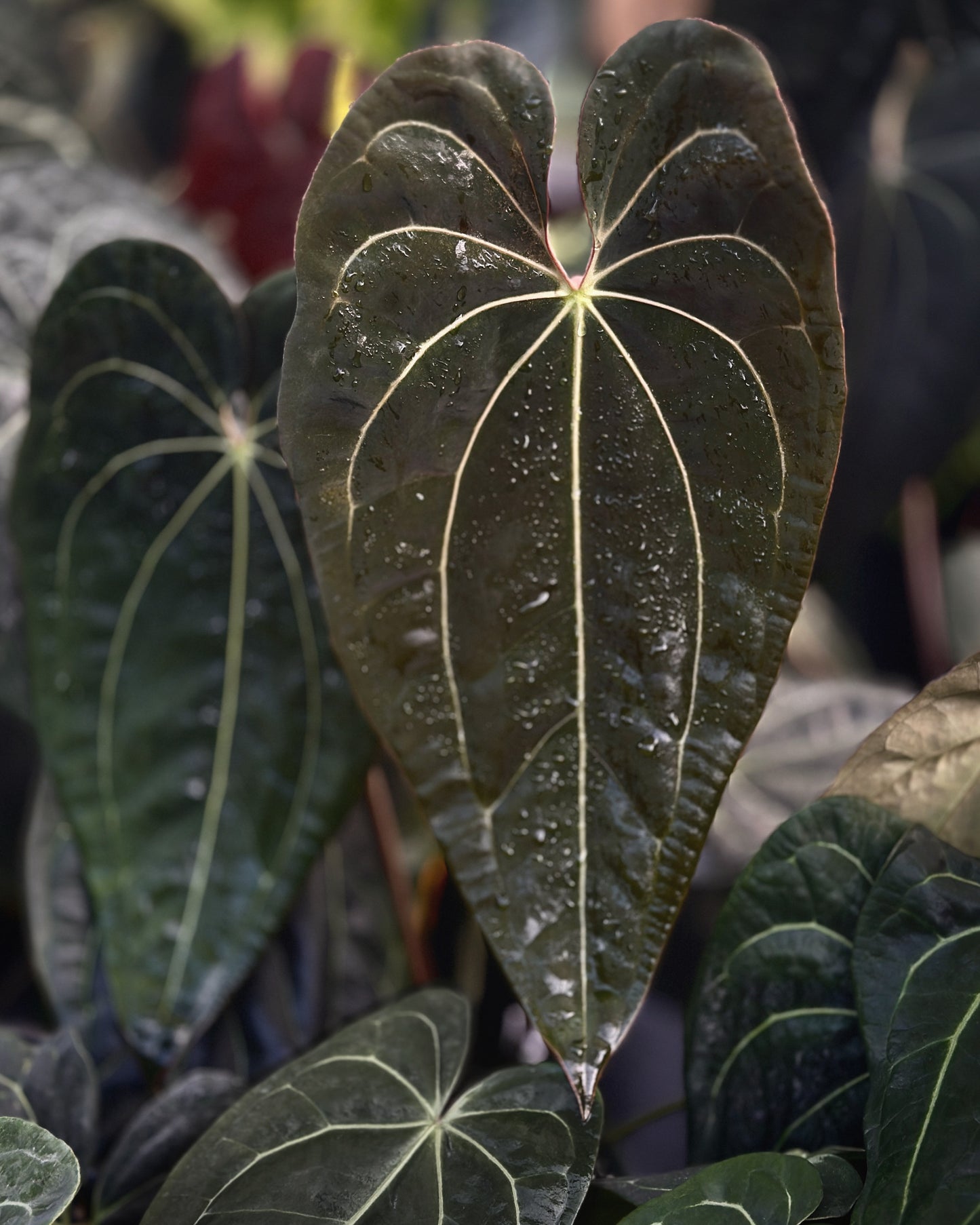 Anthurium (Stripey Mag x carla.)#1  X ((Stripey Mag x carla.) x (carla. x pap.))