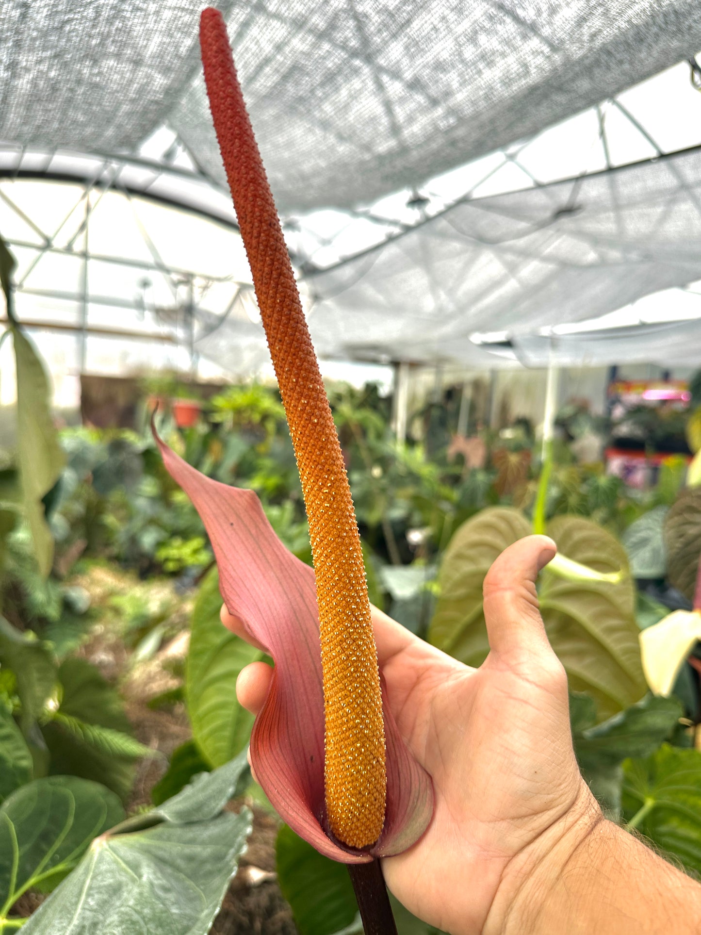 Anthurium Circus Peanuts x carla "B"