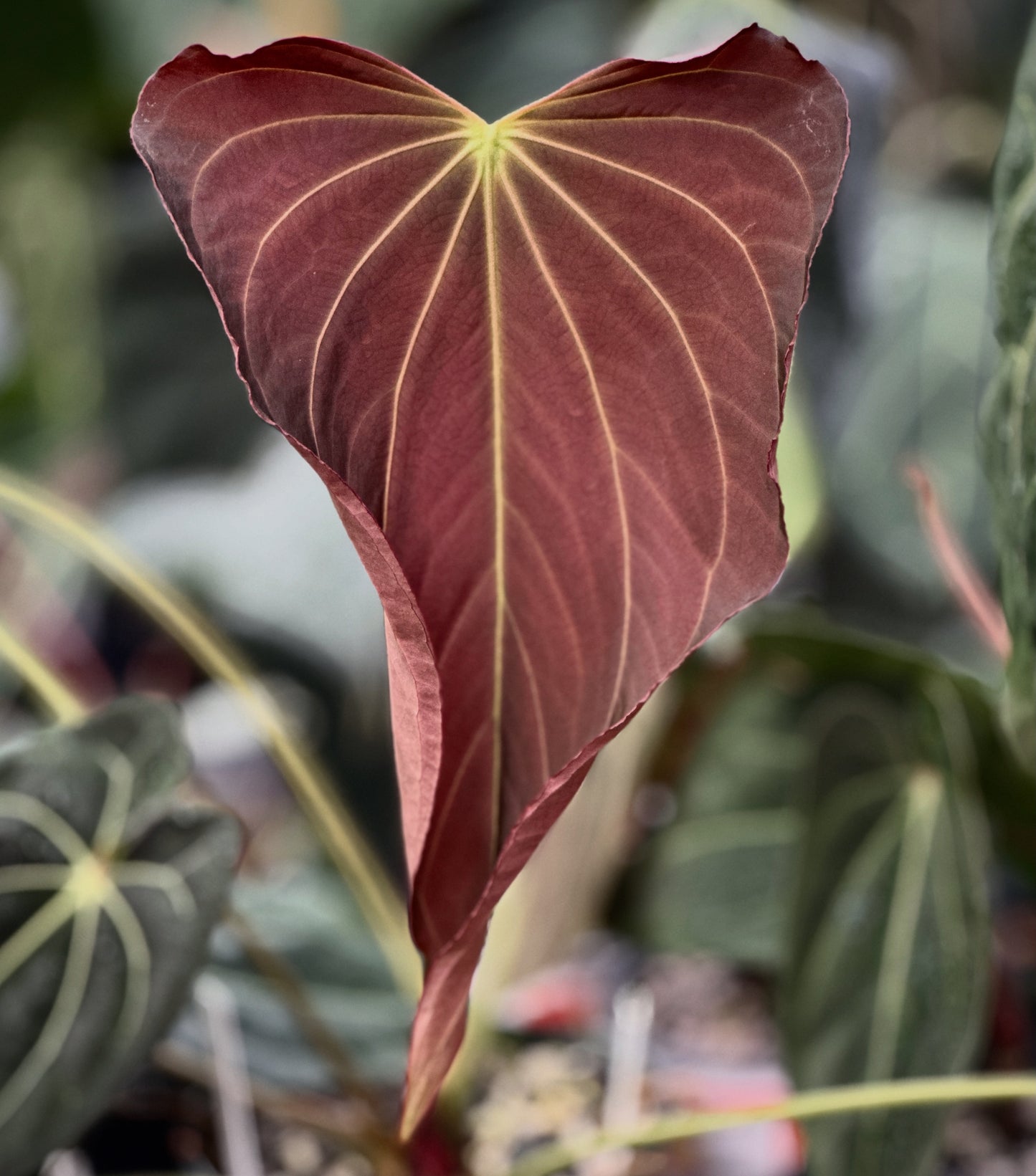 Anthurium "Swamp Stripes" x (Stripey Mag x carla)#1