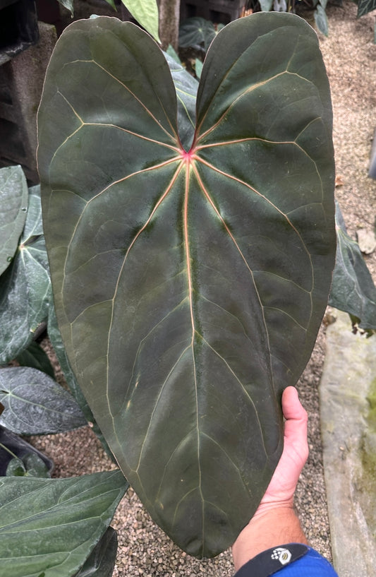 Anthurium (Circus Peanuts x carlablackiae) x (carlablackiae x debile)