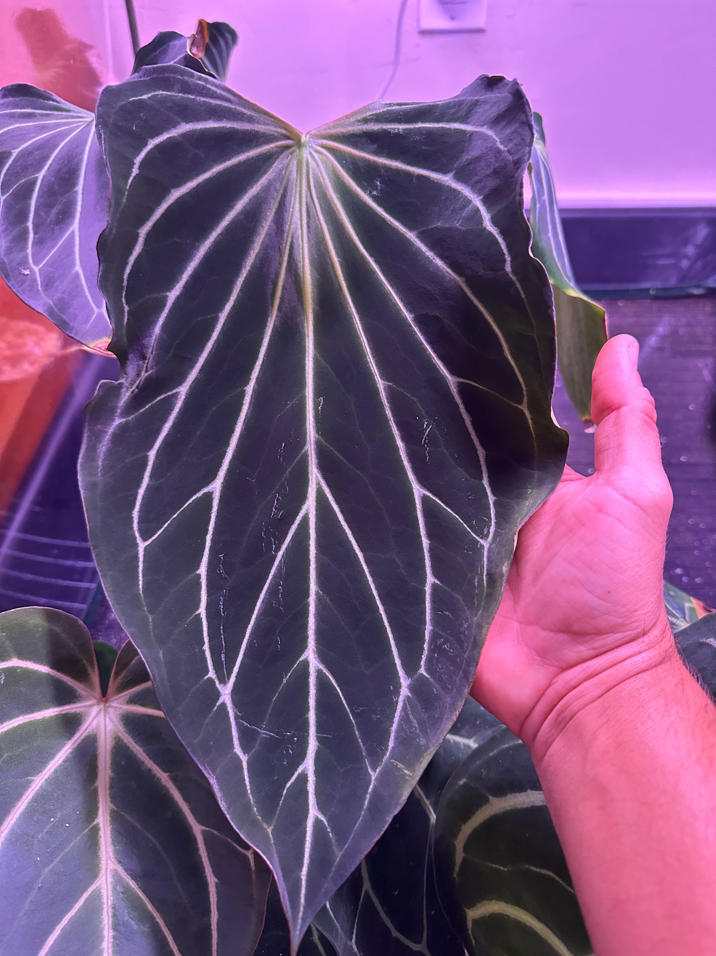 Anthurium Enid's Bench x Stripey Mag x self)#2     "#1" (Dec. 2025 offers accepted)