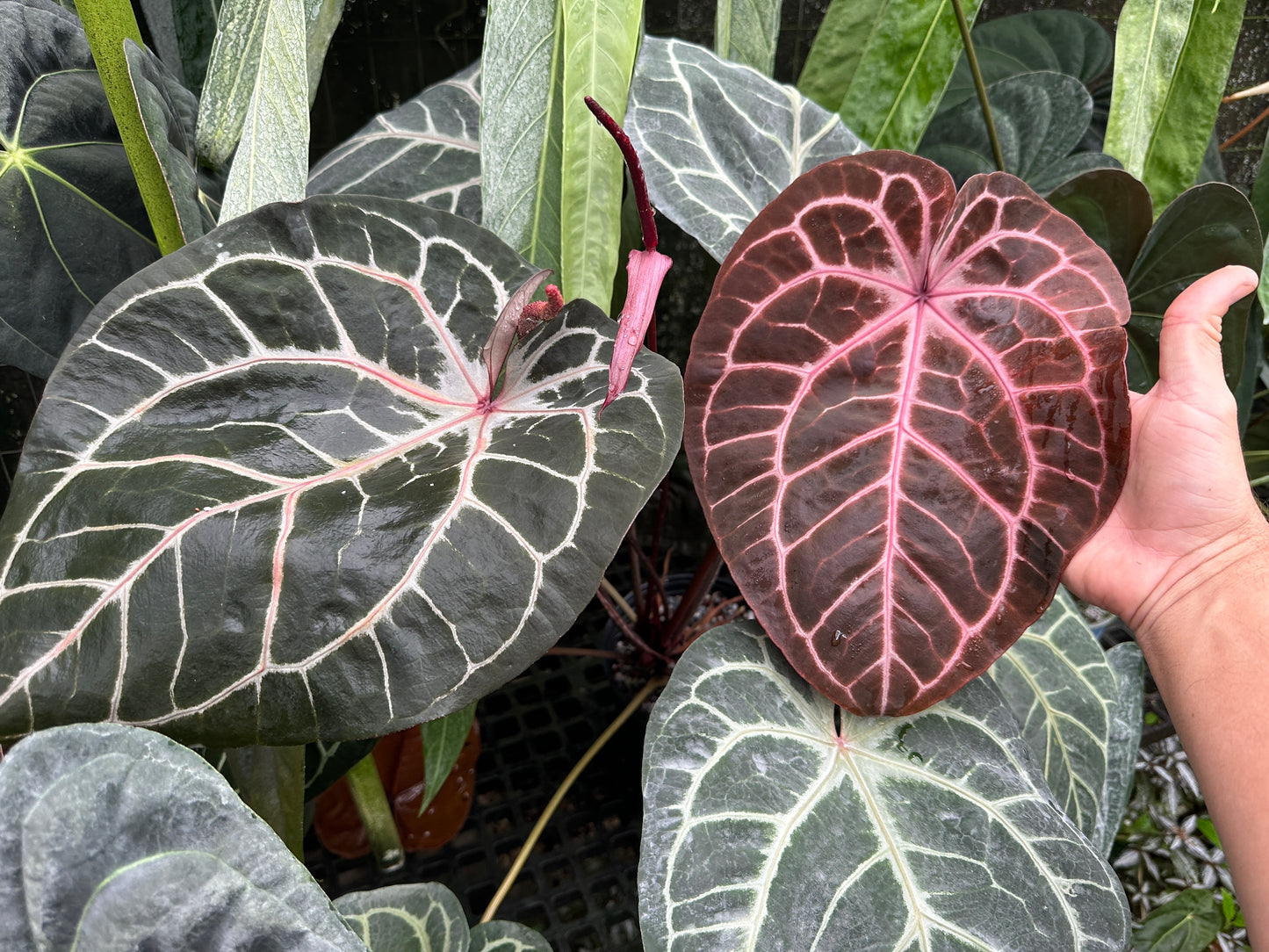 Anthurium (Ace x dressleri 'Narrow') x Red Crystal 'PM1'