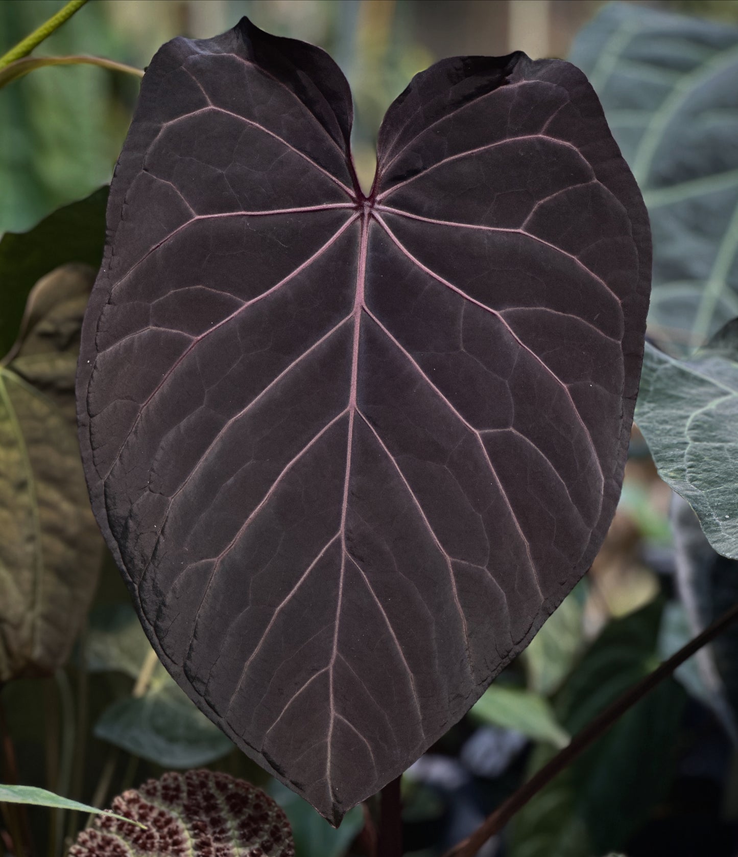 Anthurium ((Ace x kuna) x BBB) x Stripey X2