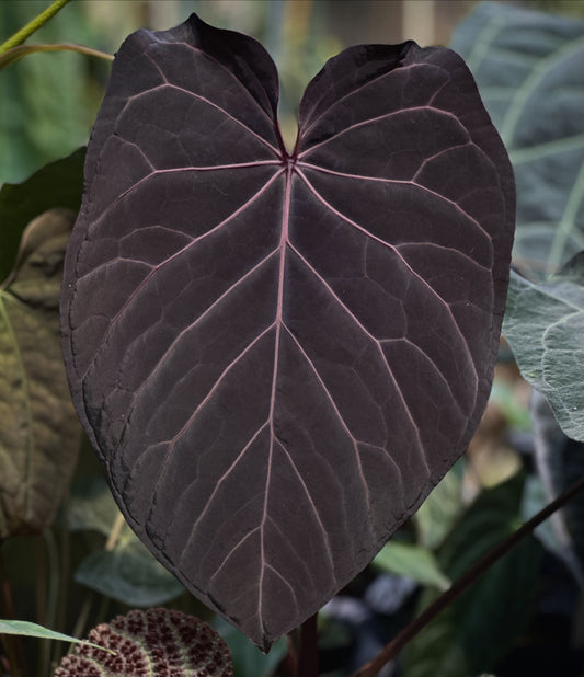 Anthurium ((Ace x kuna) x BBB) x Stripey X2