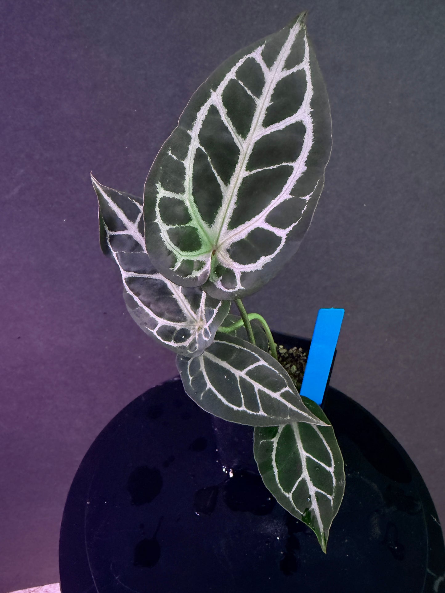Anthurium Red Crystal 'PM1' x (SKG Silver x Stripey X1)