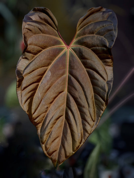 Anthurium (BVEP X Stripey Mag) x (Circus Peanuts x bess aff)