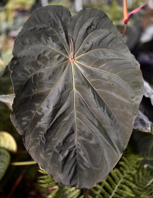 Anthurium Circus Peanuts x carla "B"