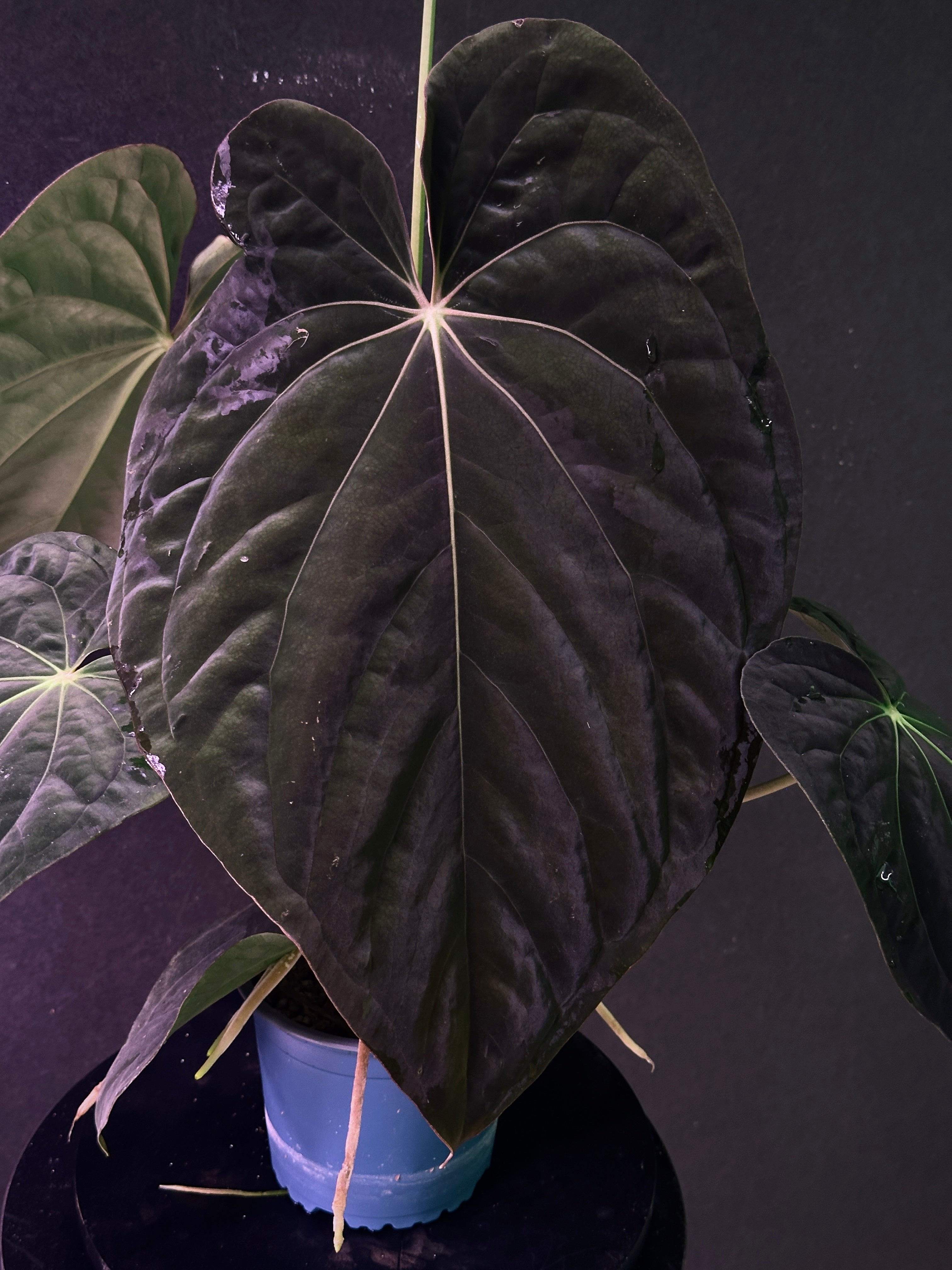 Anthurium antolakii(BVEP) 'Swamp Raisin' x 'Yard' – understoryoasis