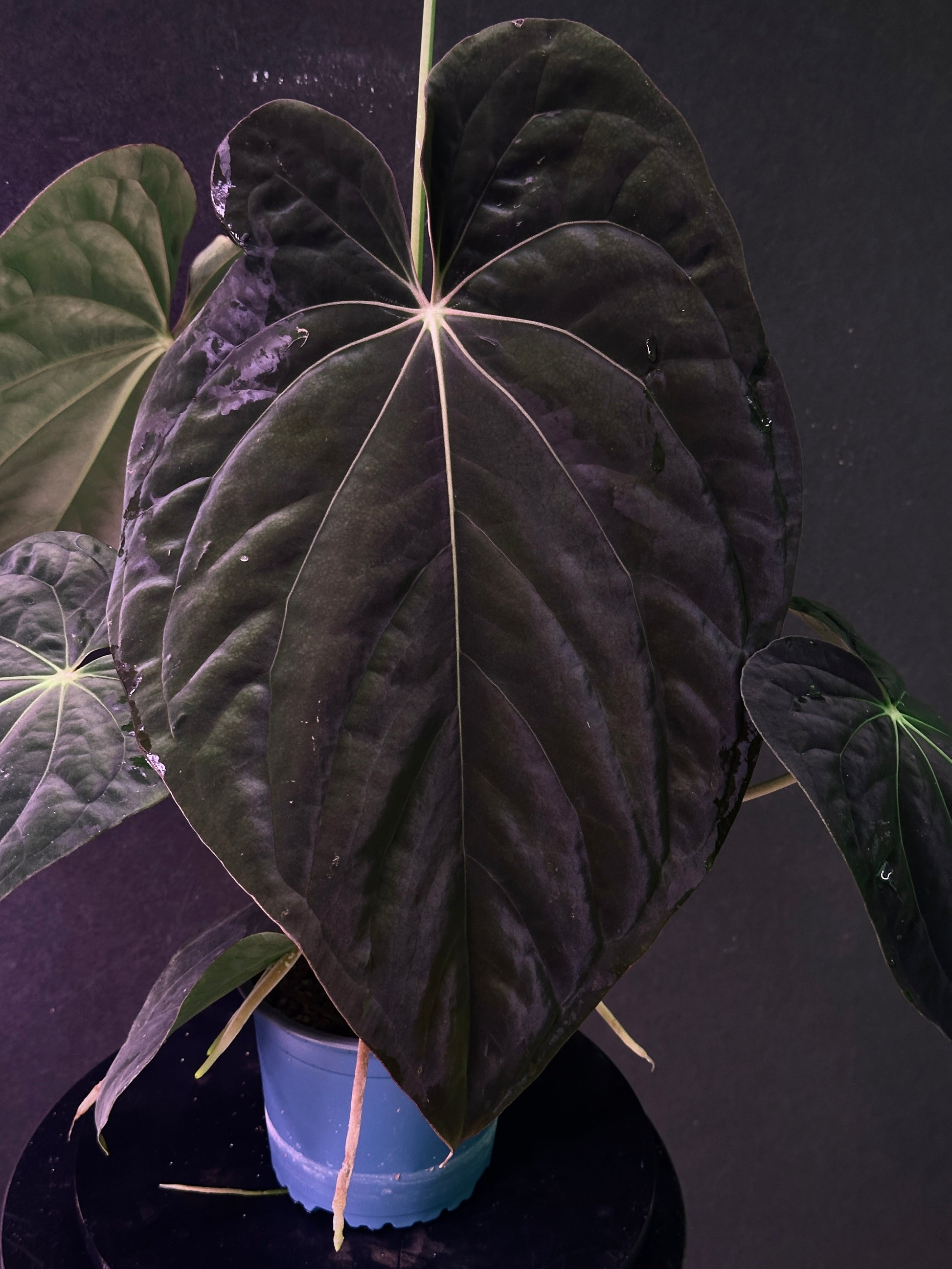 anthurium previa Anthurium antolakii(BVEP) 'Swamp Raisin' x 'Yard' – understoryoasis