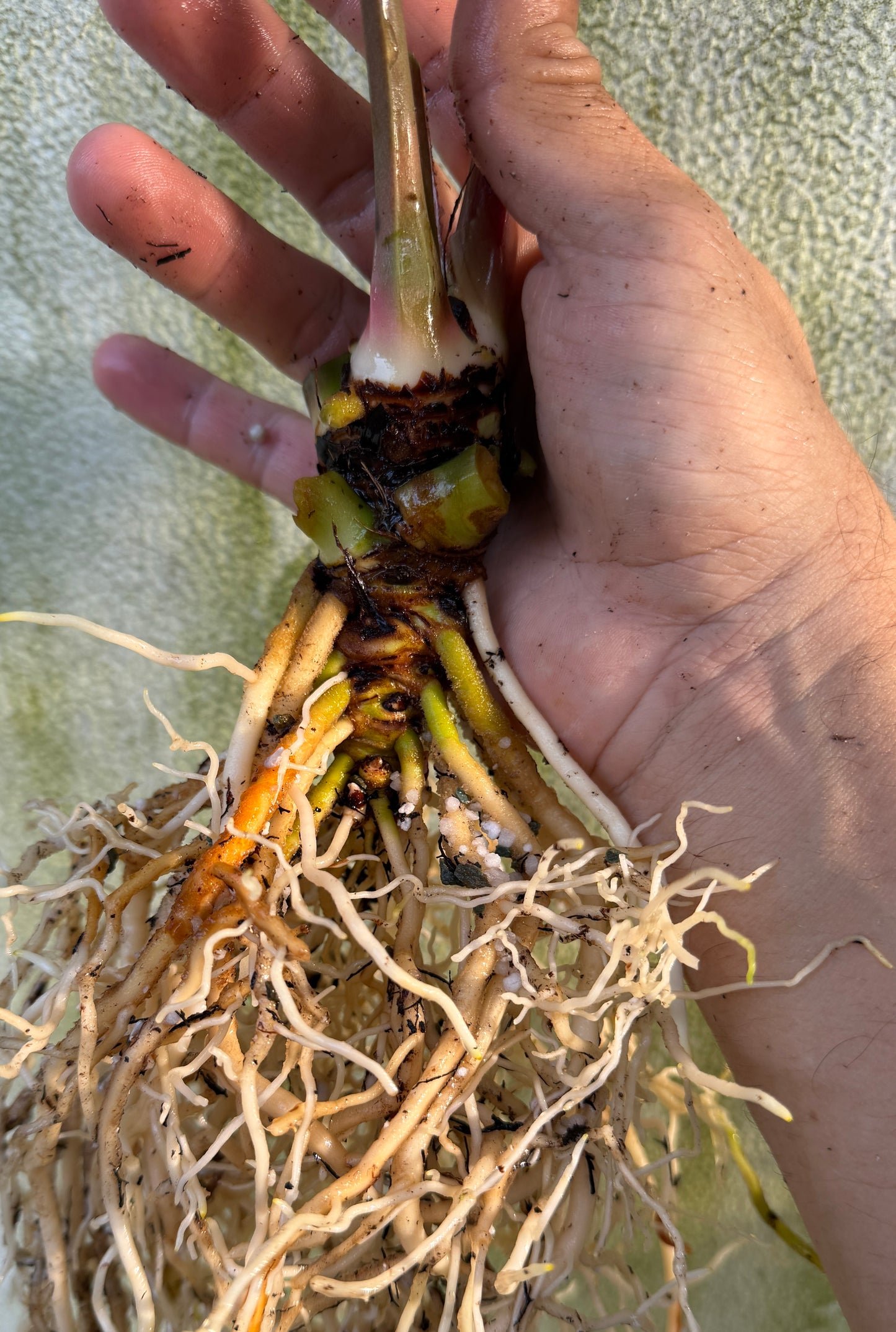 Anthurium Nov DF x carla(Leafless large)