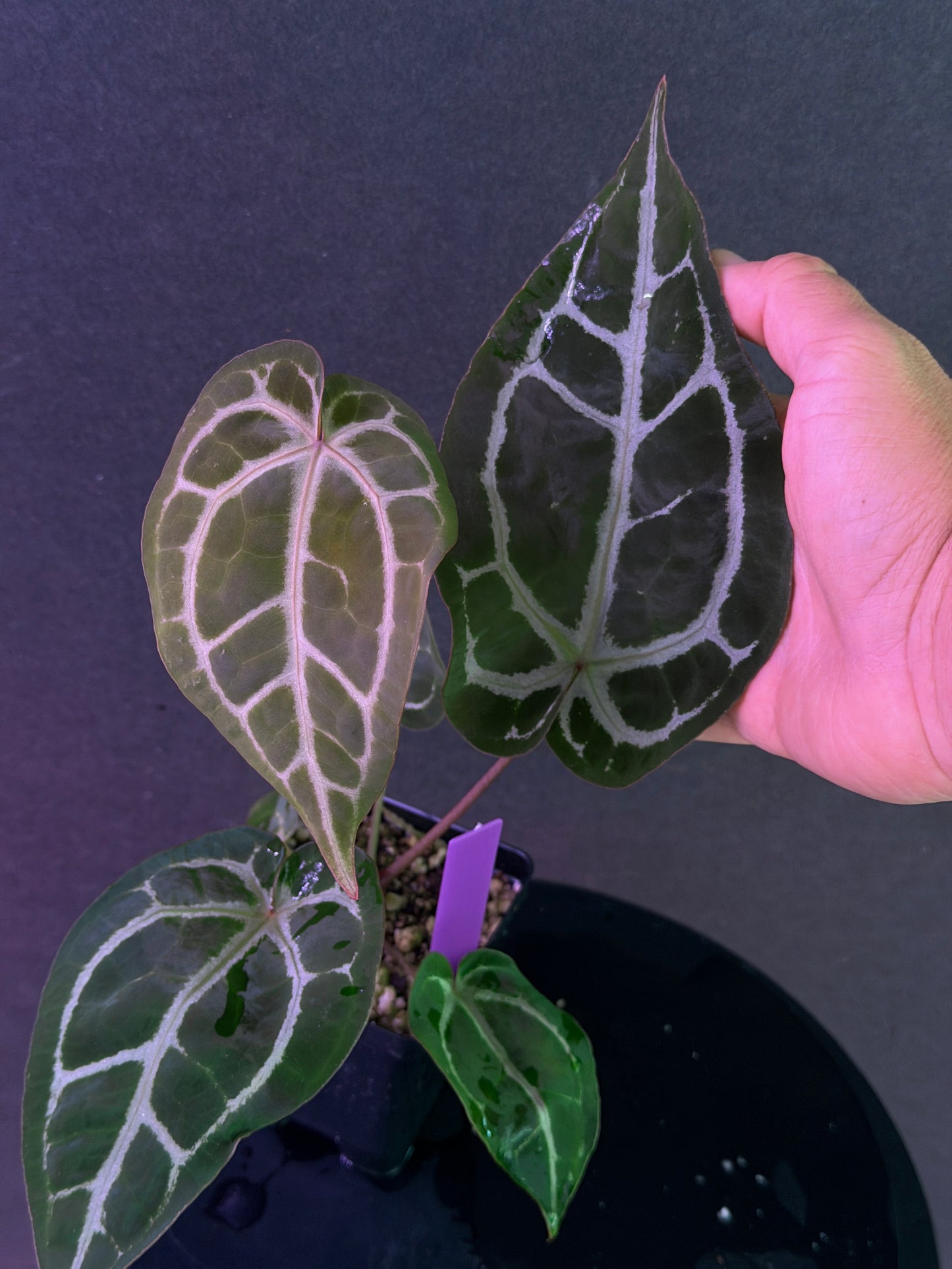Anthurium Red Crystal 'PM1' x (SKG Silver x Stripey X1)