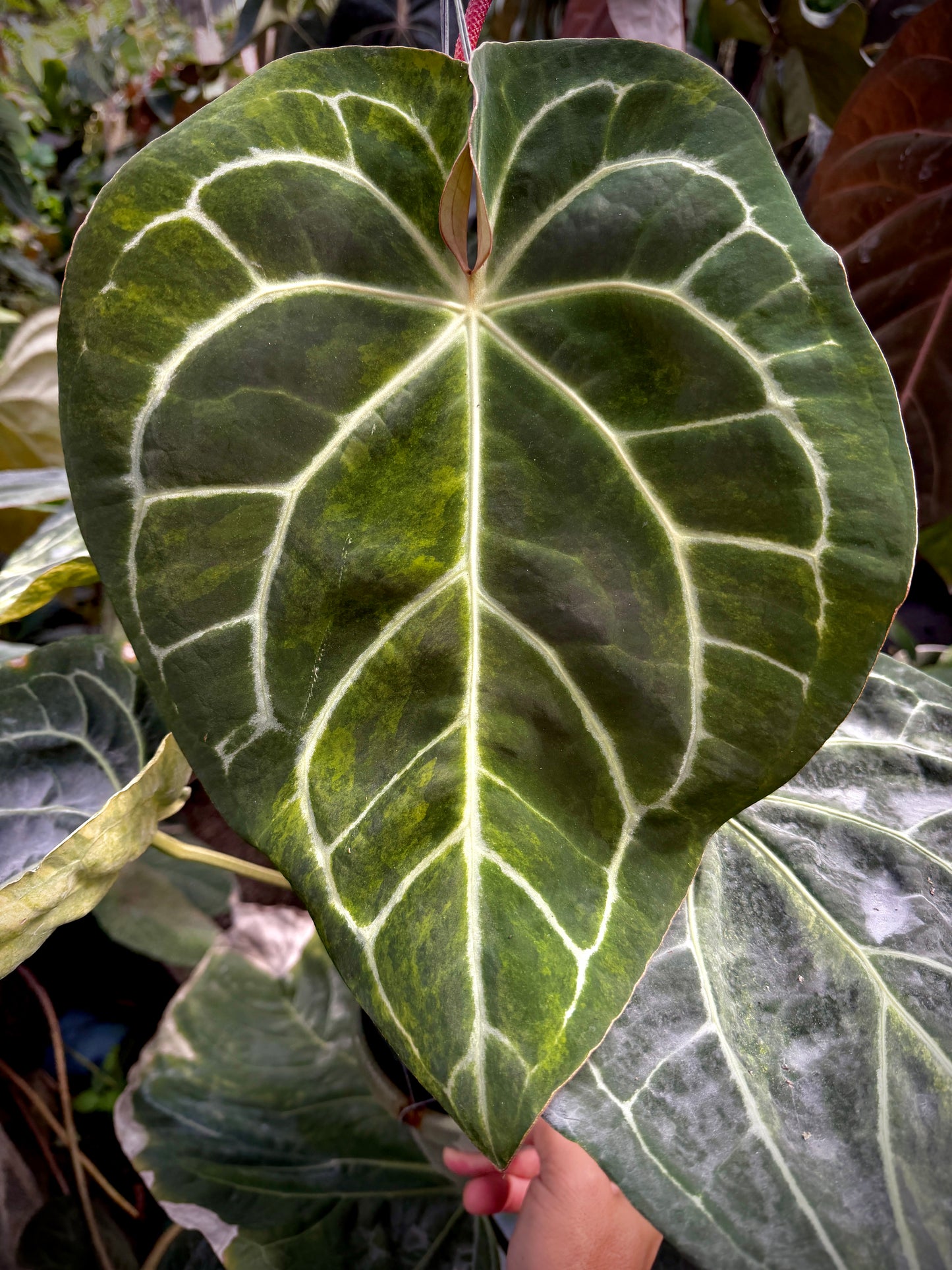Anthurium Red Crystal 'PM1' x (SKG Silver x Stripey X1)